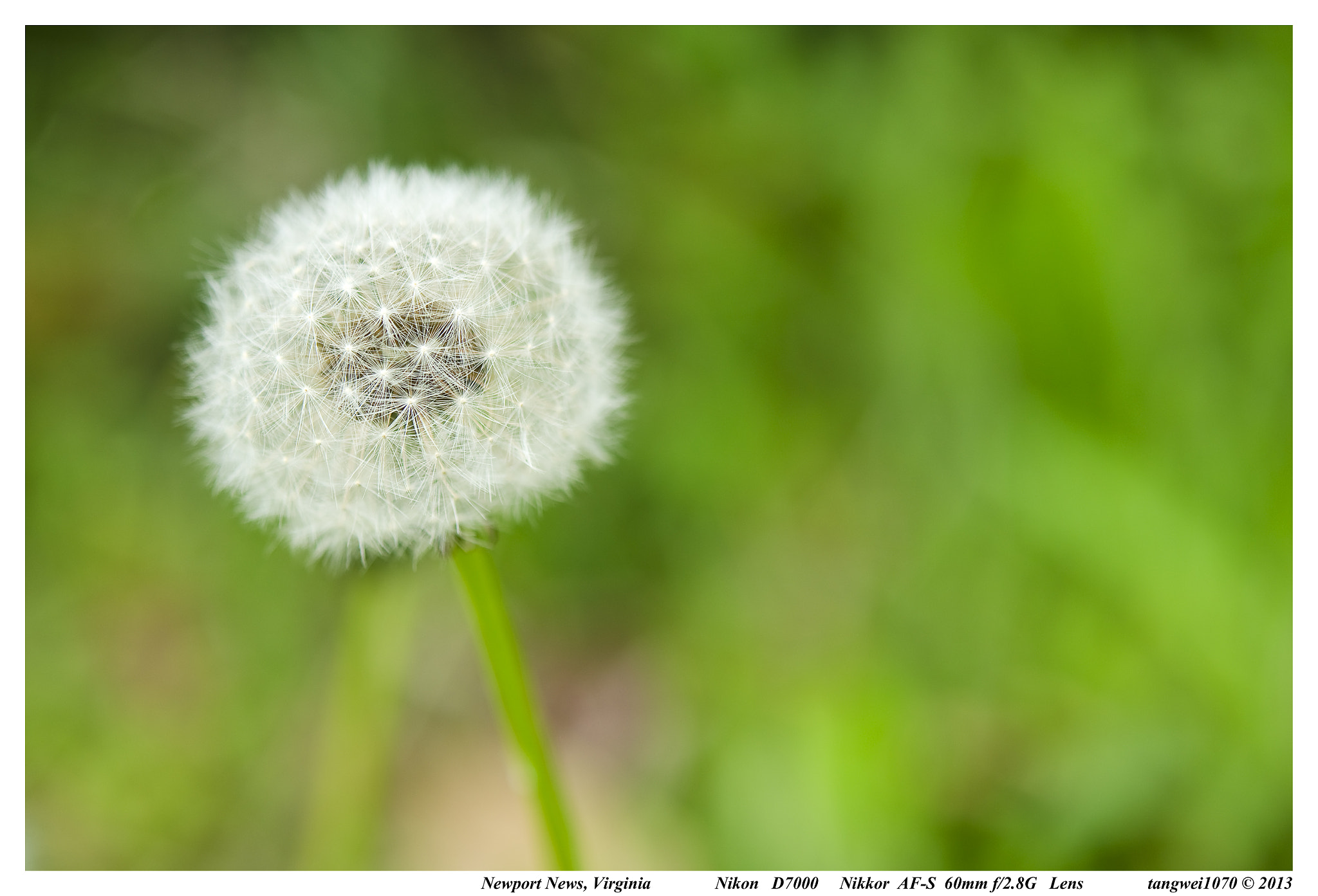 Nikon AF-S Micro-Nikkor 60mm F2.8G ED sample photo. Dandelion d photography