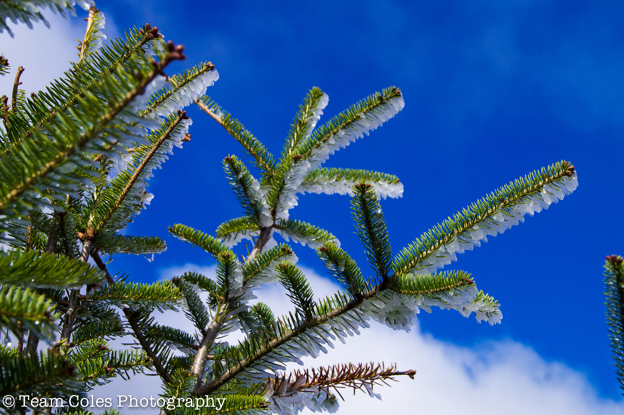 Sony SLT-A58 sample photo. Iced tree photography