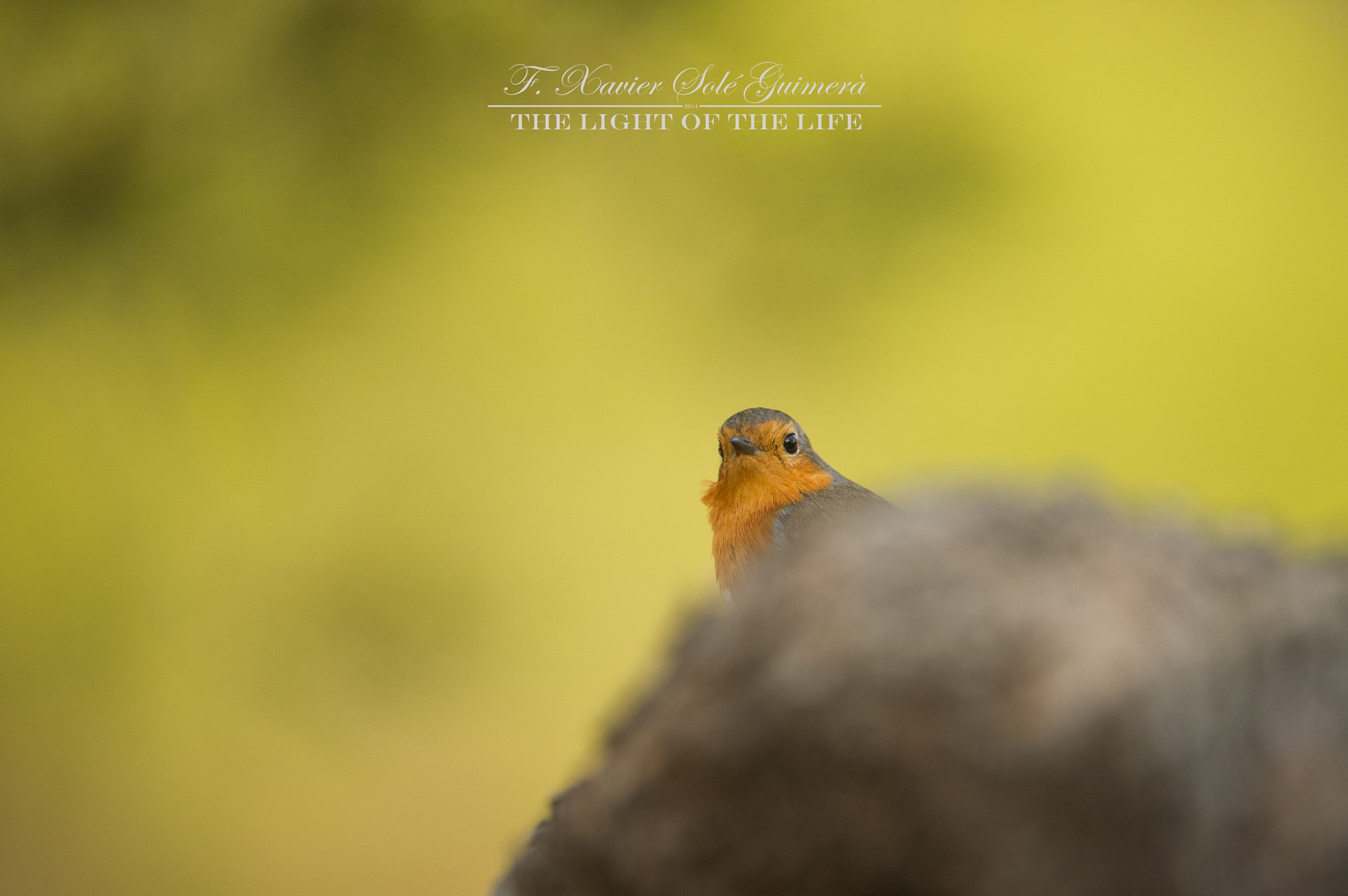 Nikon AF-S Nikkor 200-400mm F4G ED-IF VR sample photo. Red robin photography