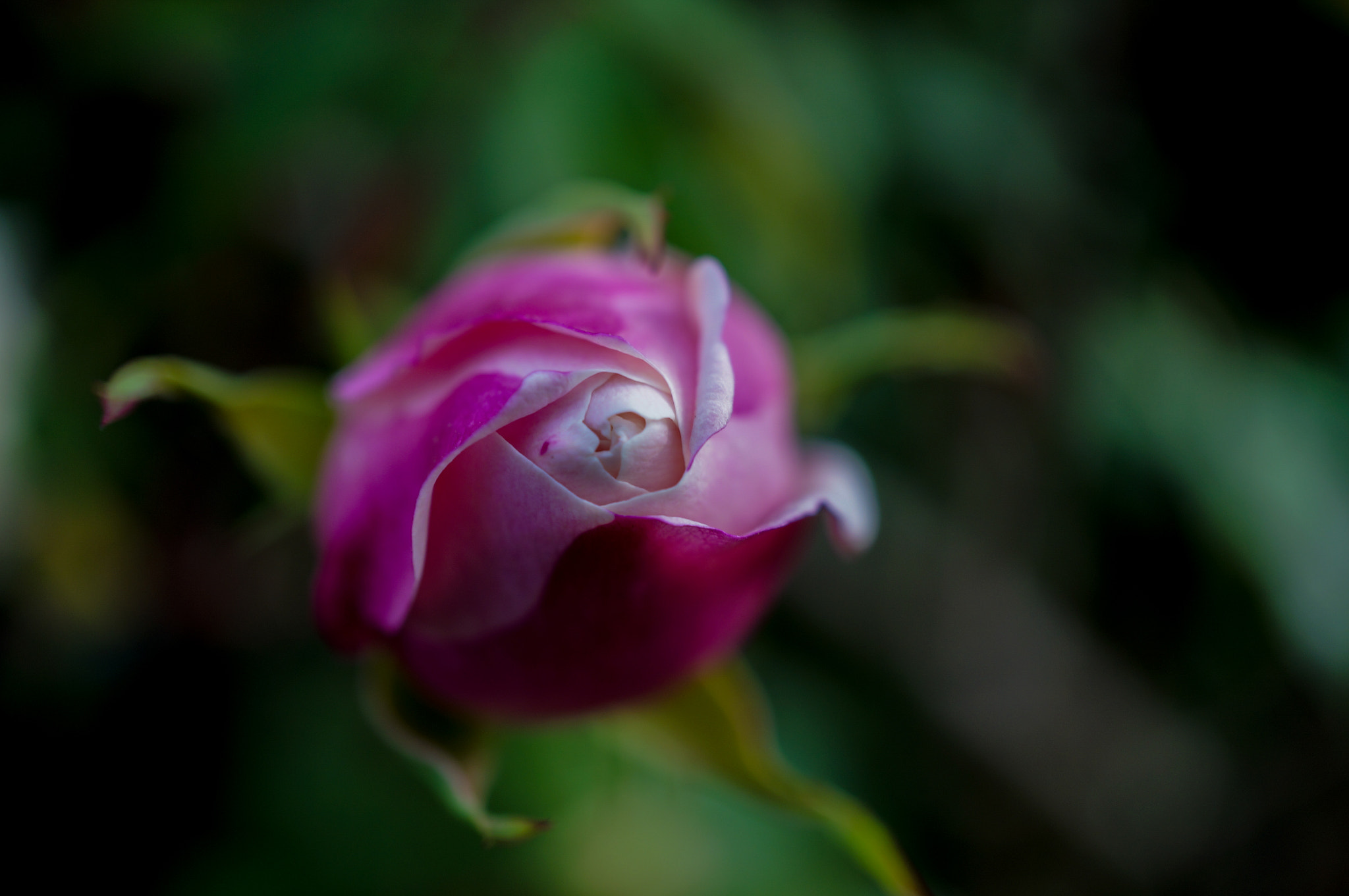 Sony Alpha NEX-6 + Sony E 30mm F3.5 Macro sample photo. Rose flower photography
