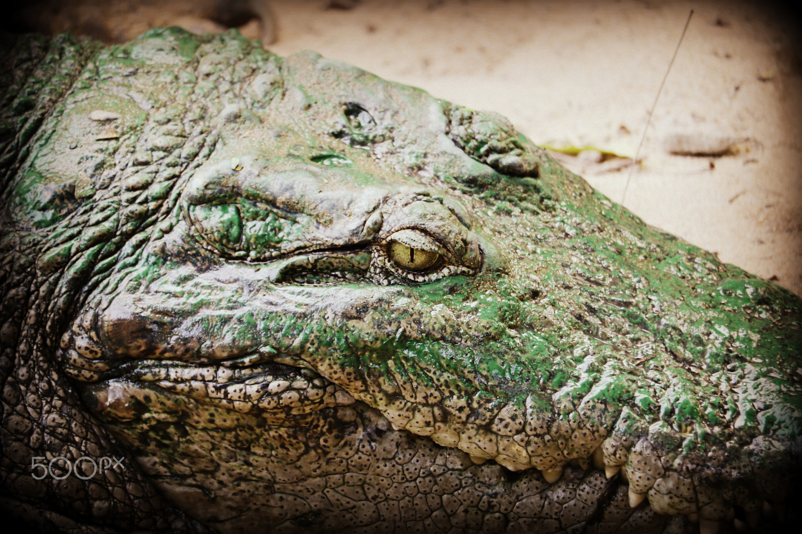 Canon EF-S 55-250mm F4-5.6 IS STM sample photo. Crocodile photography