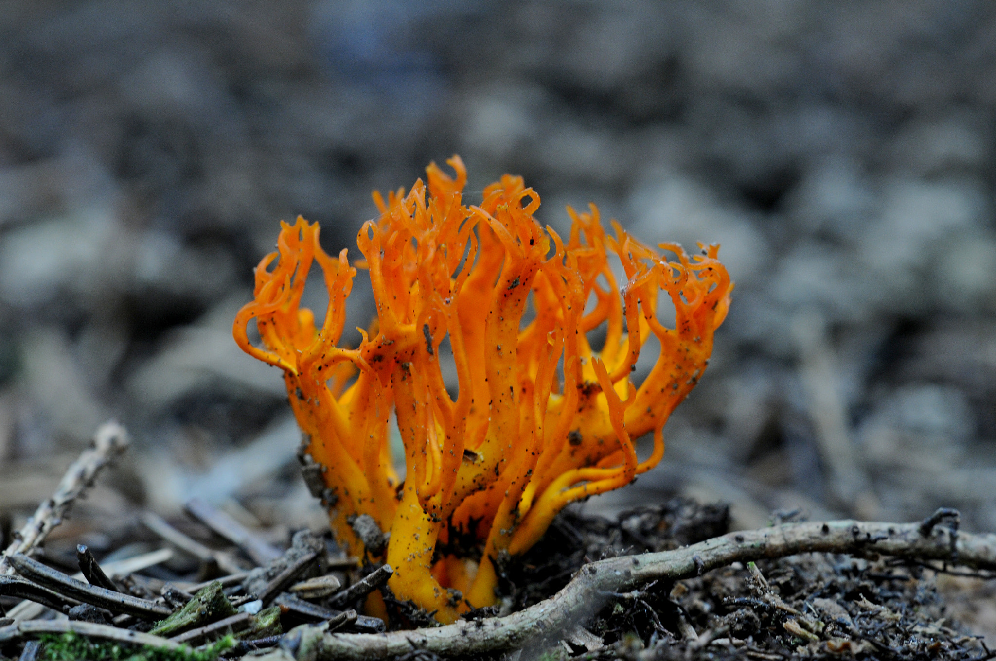 Sigma APO Macro 180mm F3.5 EX DG HSM sample photo. Fire photography