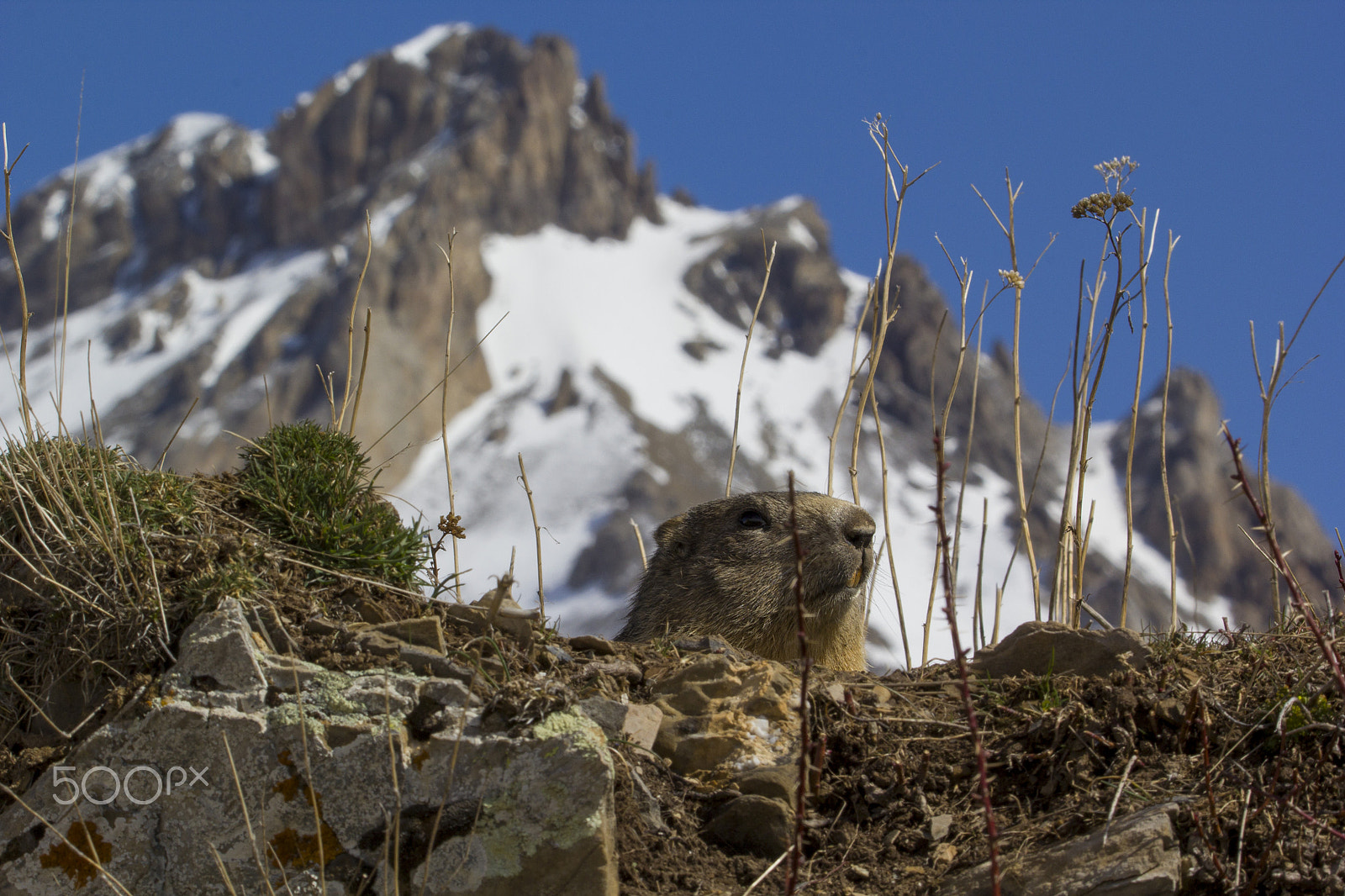 Tamron SP 150-600mm F5-6.3 Di VC USD sample photo. Marmotta cucu photography
