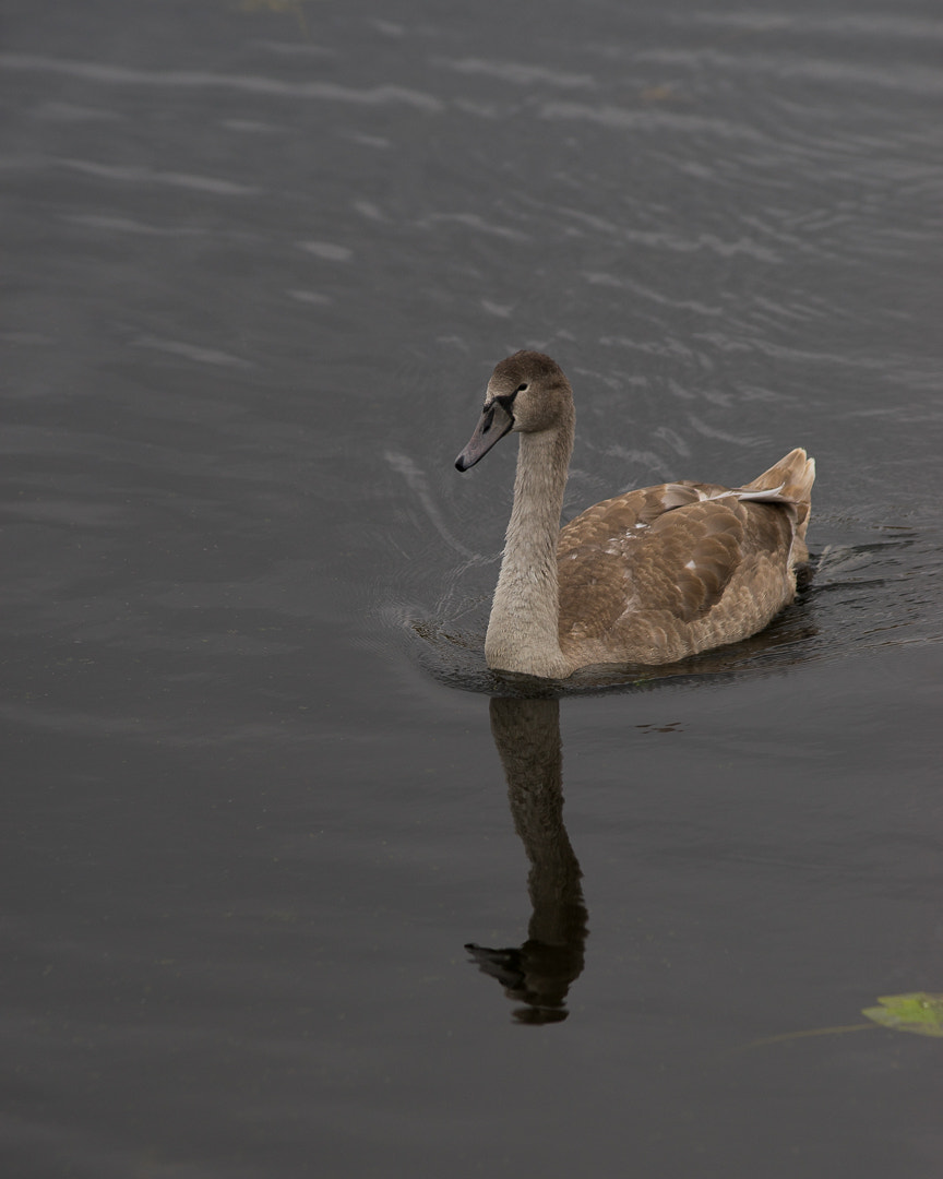 Canon EF 300mm F4L IS USM sample photo