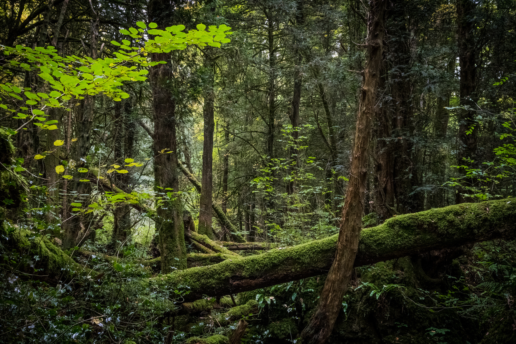 Nikon AF-S Nikkor 200-400mm F4G ED-IF VR sample photo. Enchanted forest photography