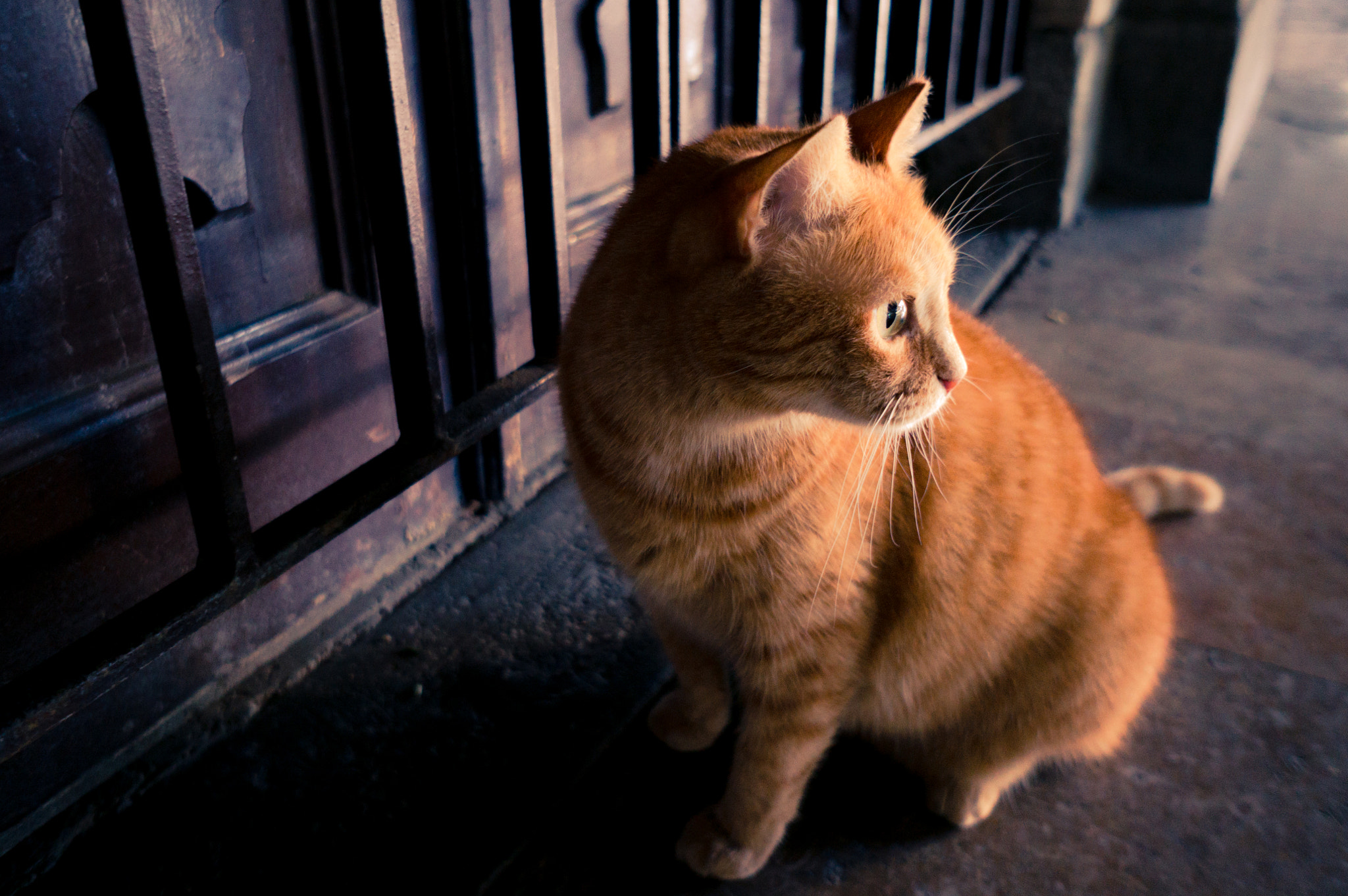 Sony Alpha NEX-6 + Sony E 16mm F2.8 sample photo. 'a' cat photography