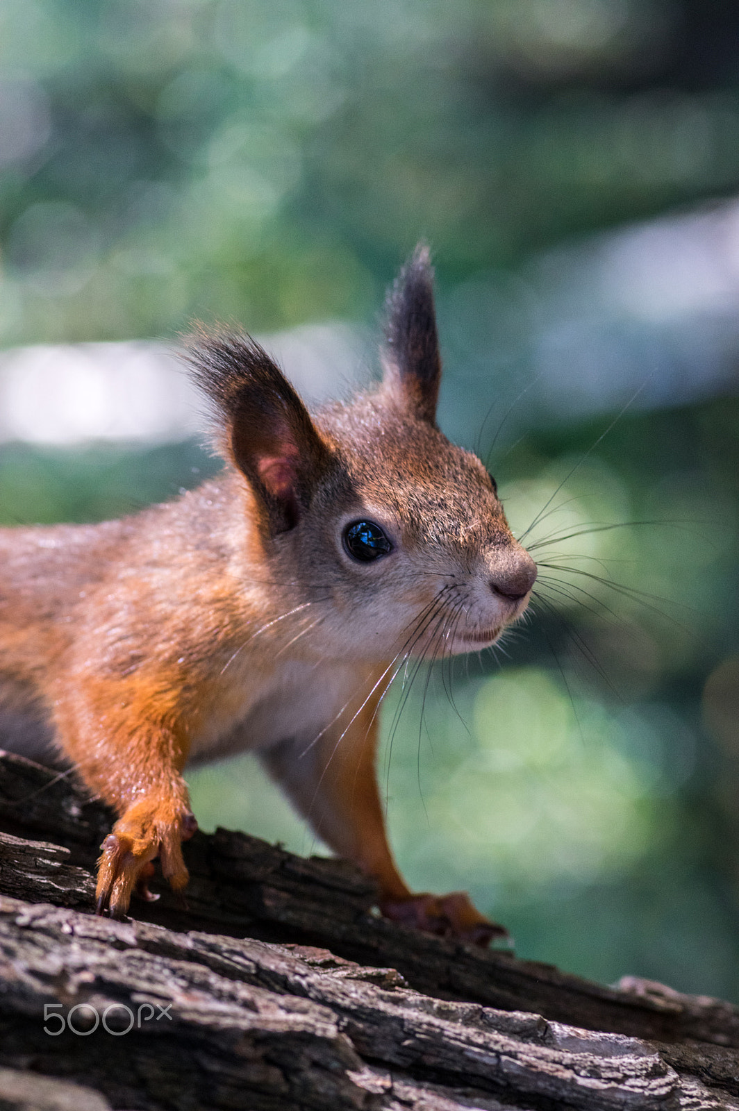 Pentax smc D-FA 100mm F2.8 macro sample photo. Squirrel photography