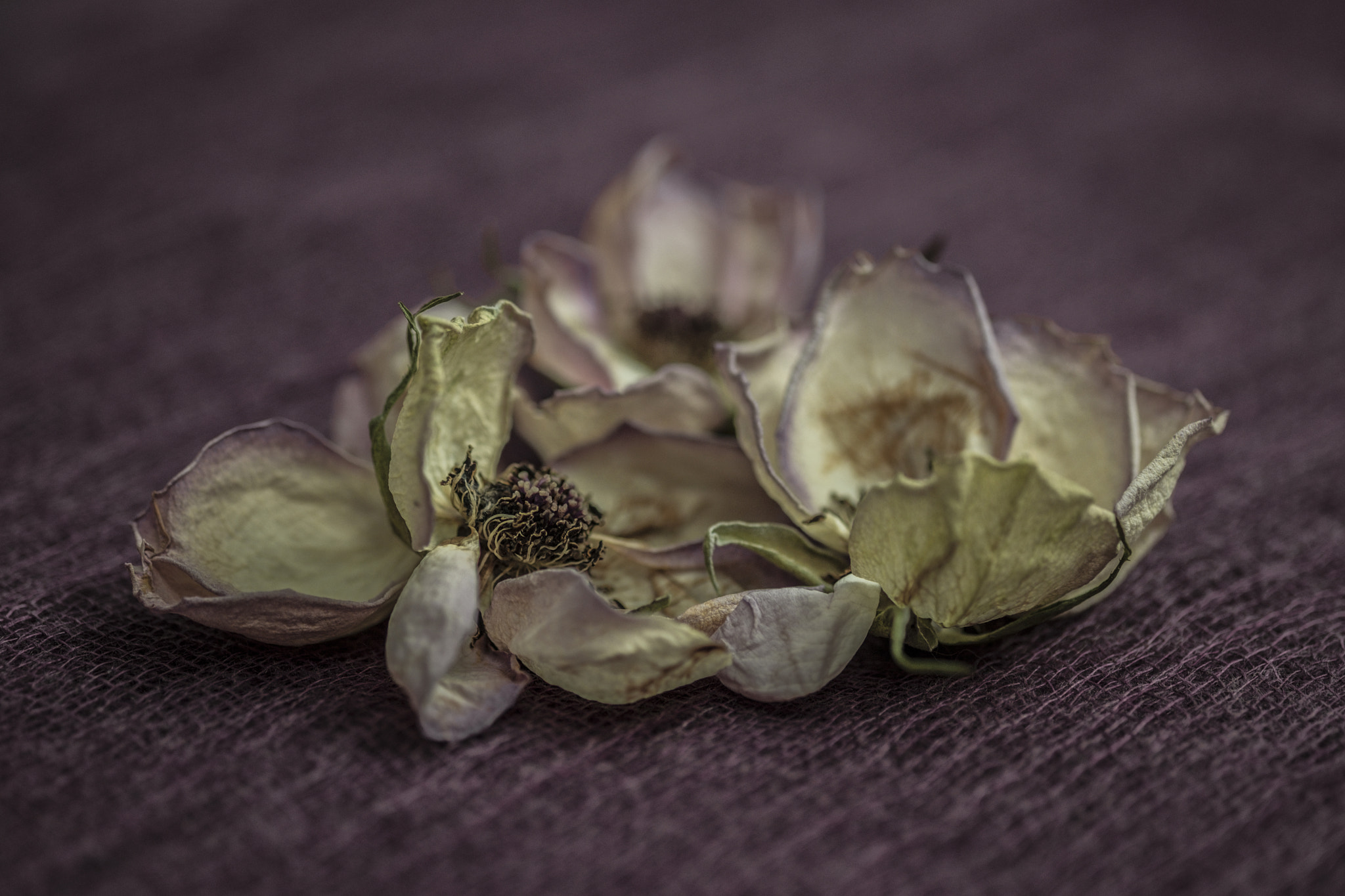 Fujifilm X-Pro2 + Fujifilm XF 60mm F2.4 R Macro sample photo