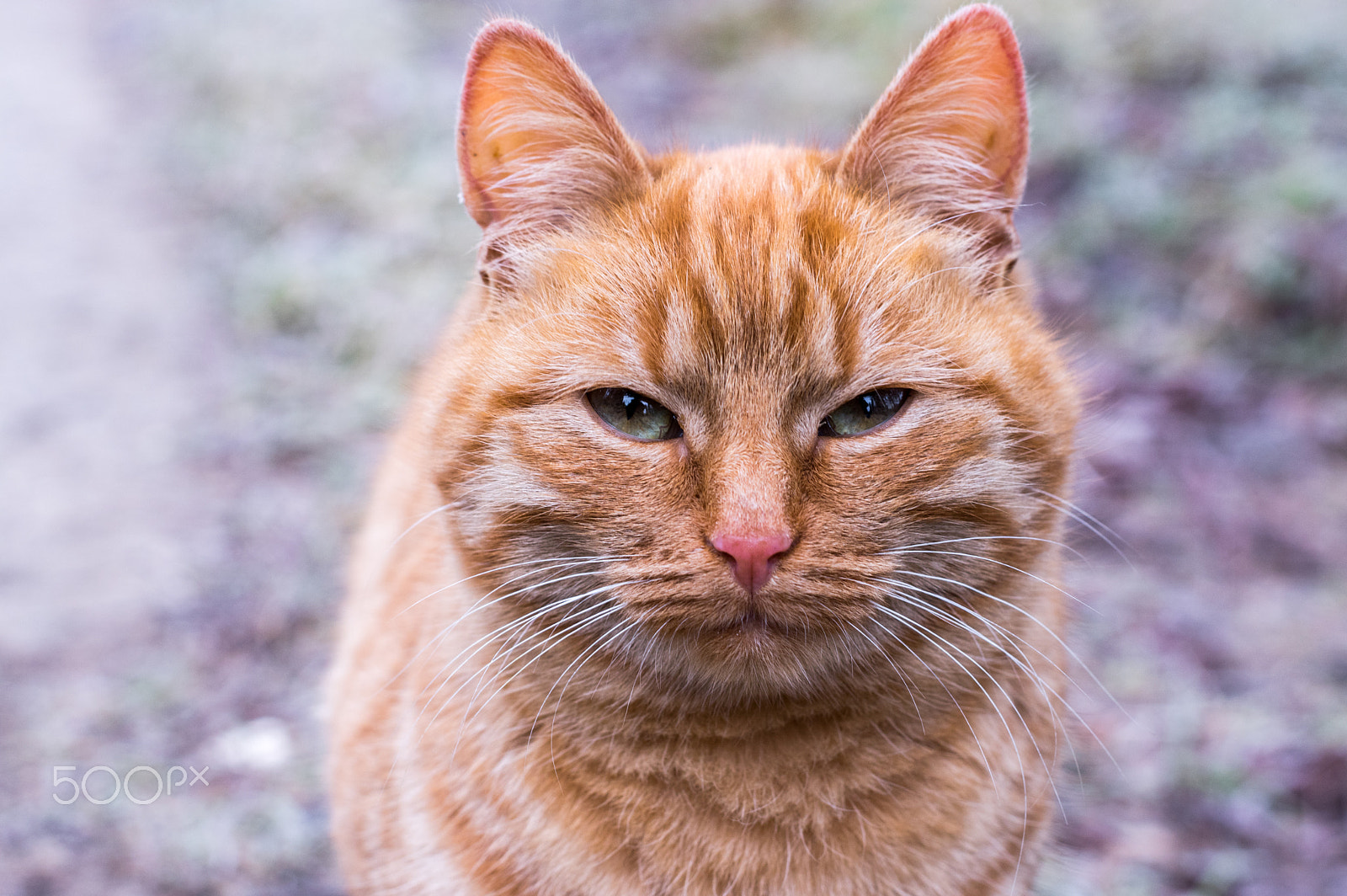Pentax K-3 + Pentax smc FA 50mm F1.4 sample photo. Red cat photography