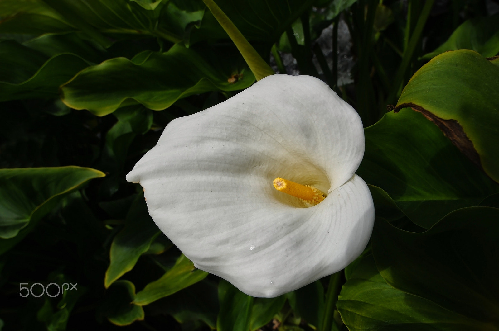 Nikon D300 + Sigma 14mm F2.8 EX Aspherical HSM sample photo. Gala Çiçeği (calla lily)... photography