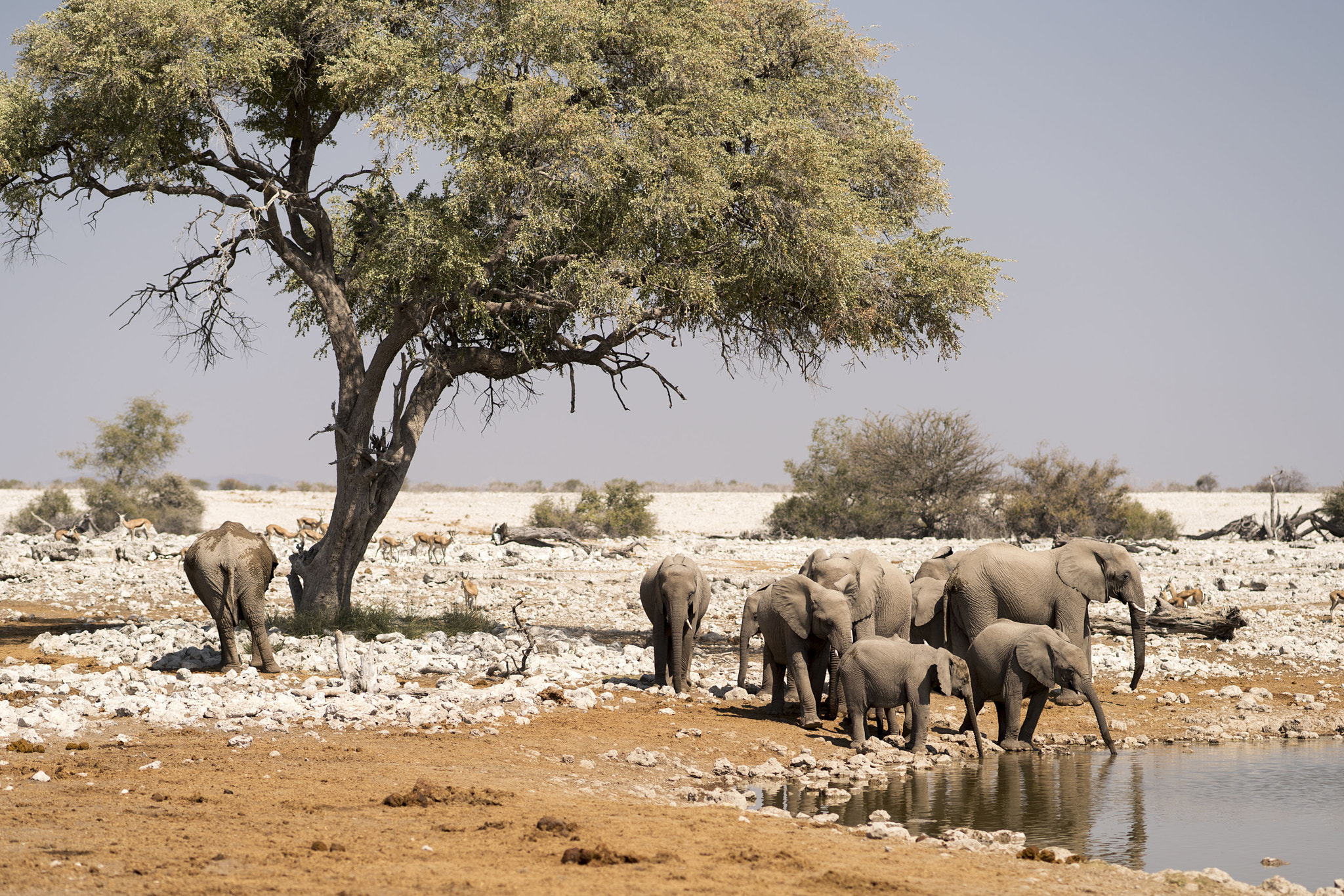 Sony a7R II + Sony Sonnar T* 135mm F1.8 ZA sample photo. Elephants - etosha - namibia photography