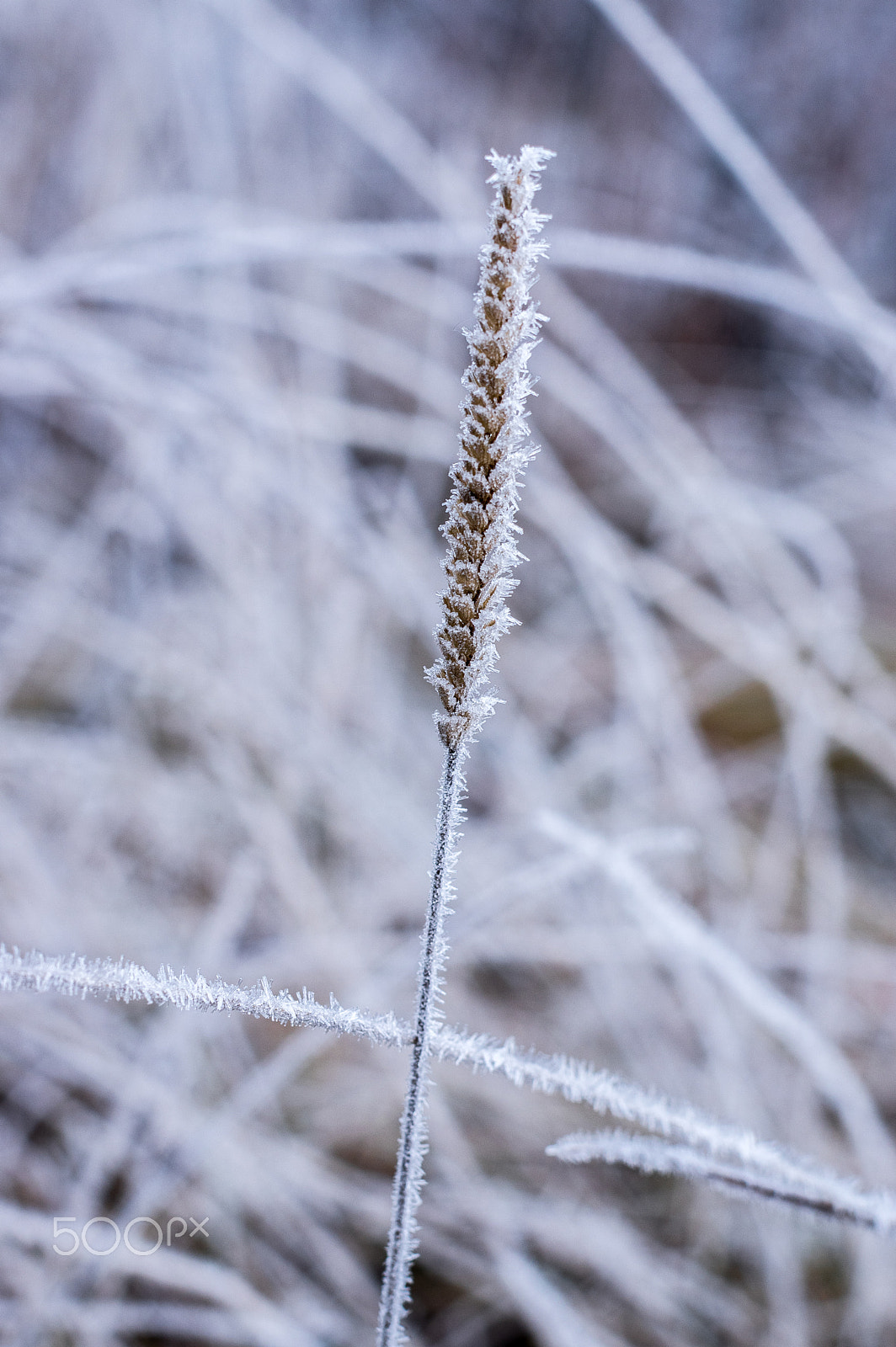 Pentax K-3 + Pentax smc FA 50mm F1.4 sample photo. Crystal plant photography