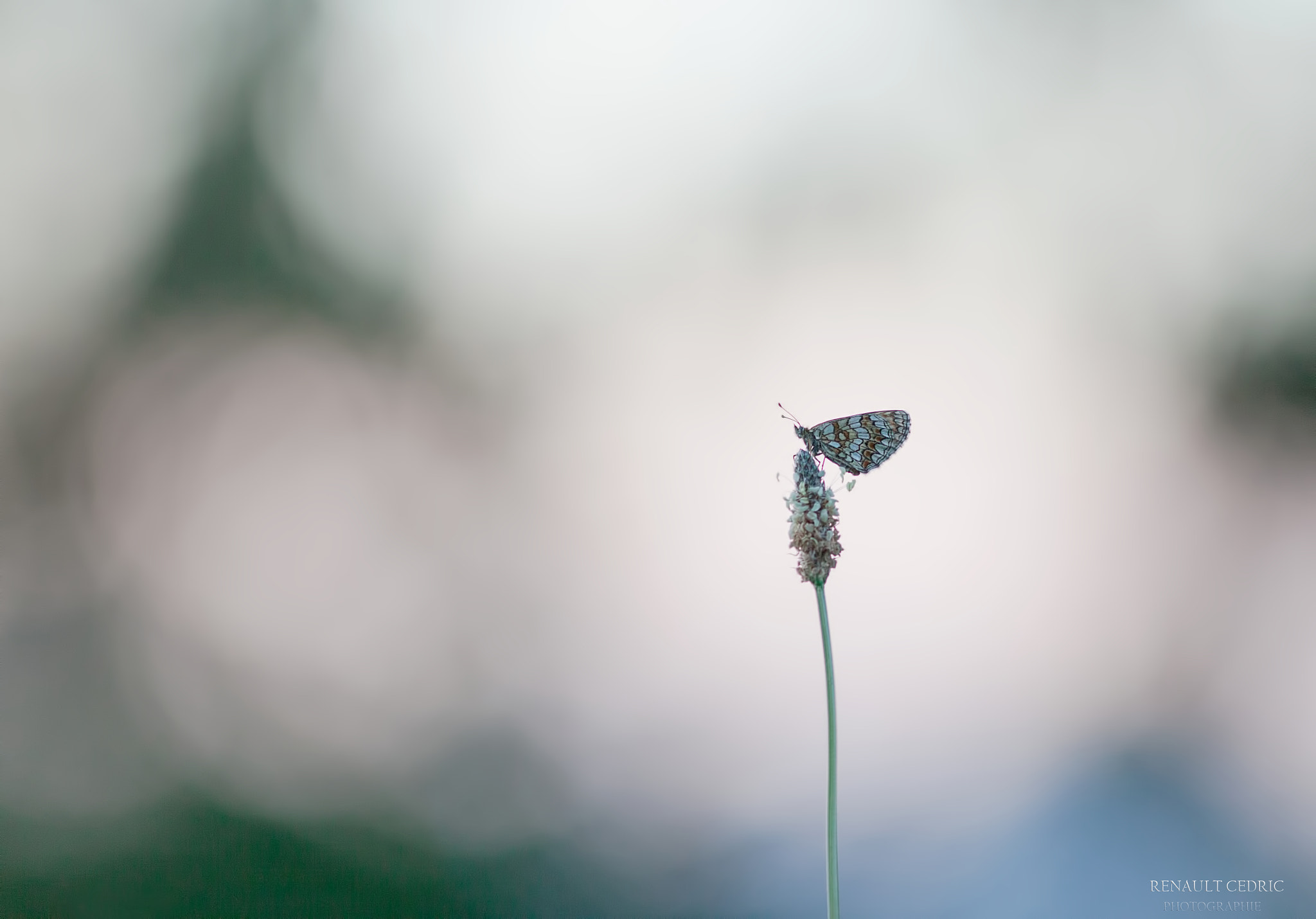 Canon EF 300mm F4L IS USM sample photo. Le dernier de la saison ! photography