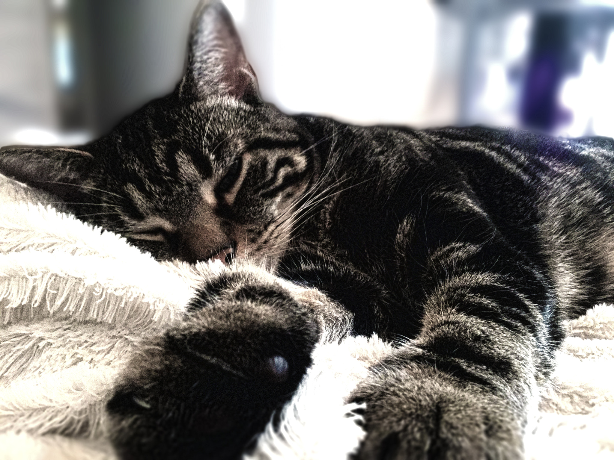 iPad Air 2 back camera 3.3mm f/2.4 sample photo. Mr. kitty paws photography