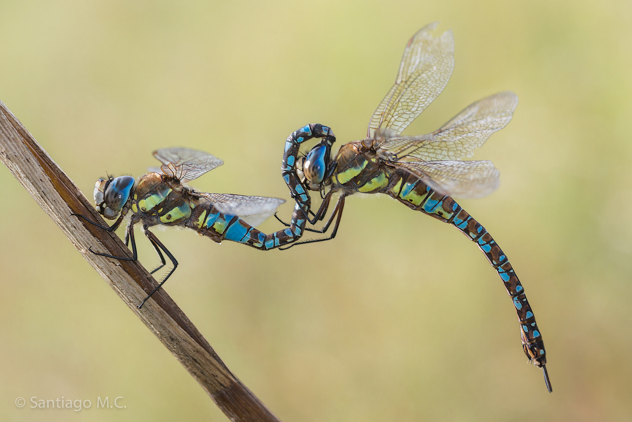 Sony SLT-A77 + Sony 100mm F2.8 Macro sample photo. Aeshna mixta... desenganche (con viento) photography