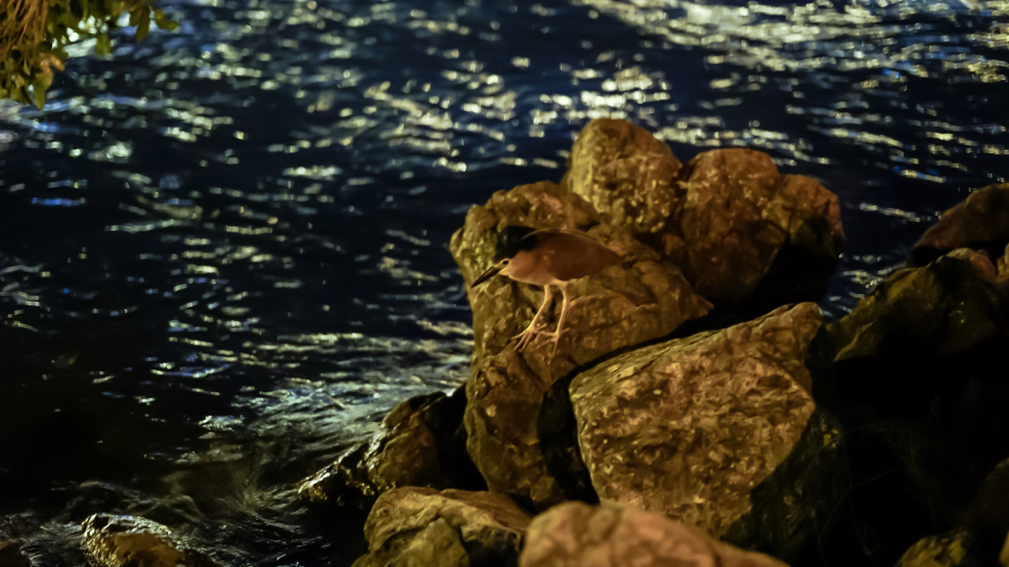 Sony FE 85mm F1.4 GM sample photo. Insomniac bird. photography