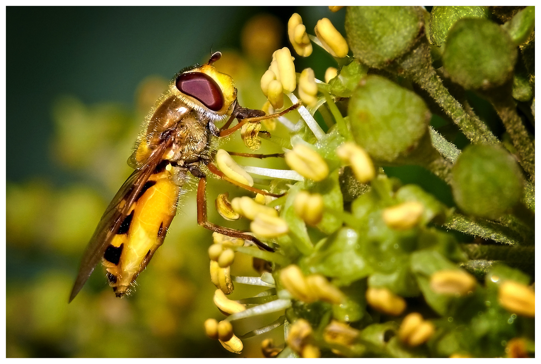 147mm F4 sample photo. Hoverfly on flower photography