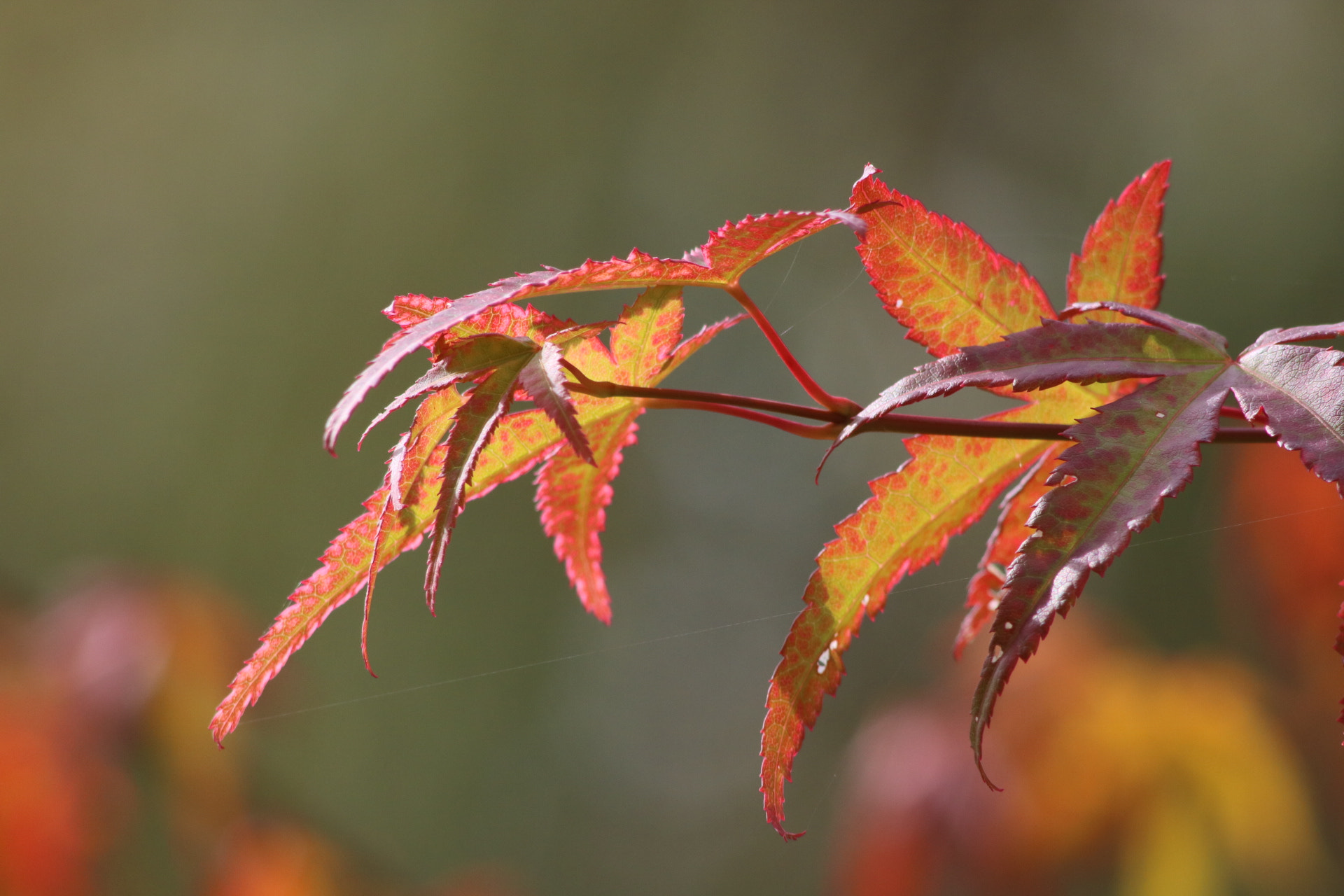 Canon EF 100-300mm F4.5-5.6 USM sample photo. Couleurs d'automne photography