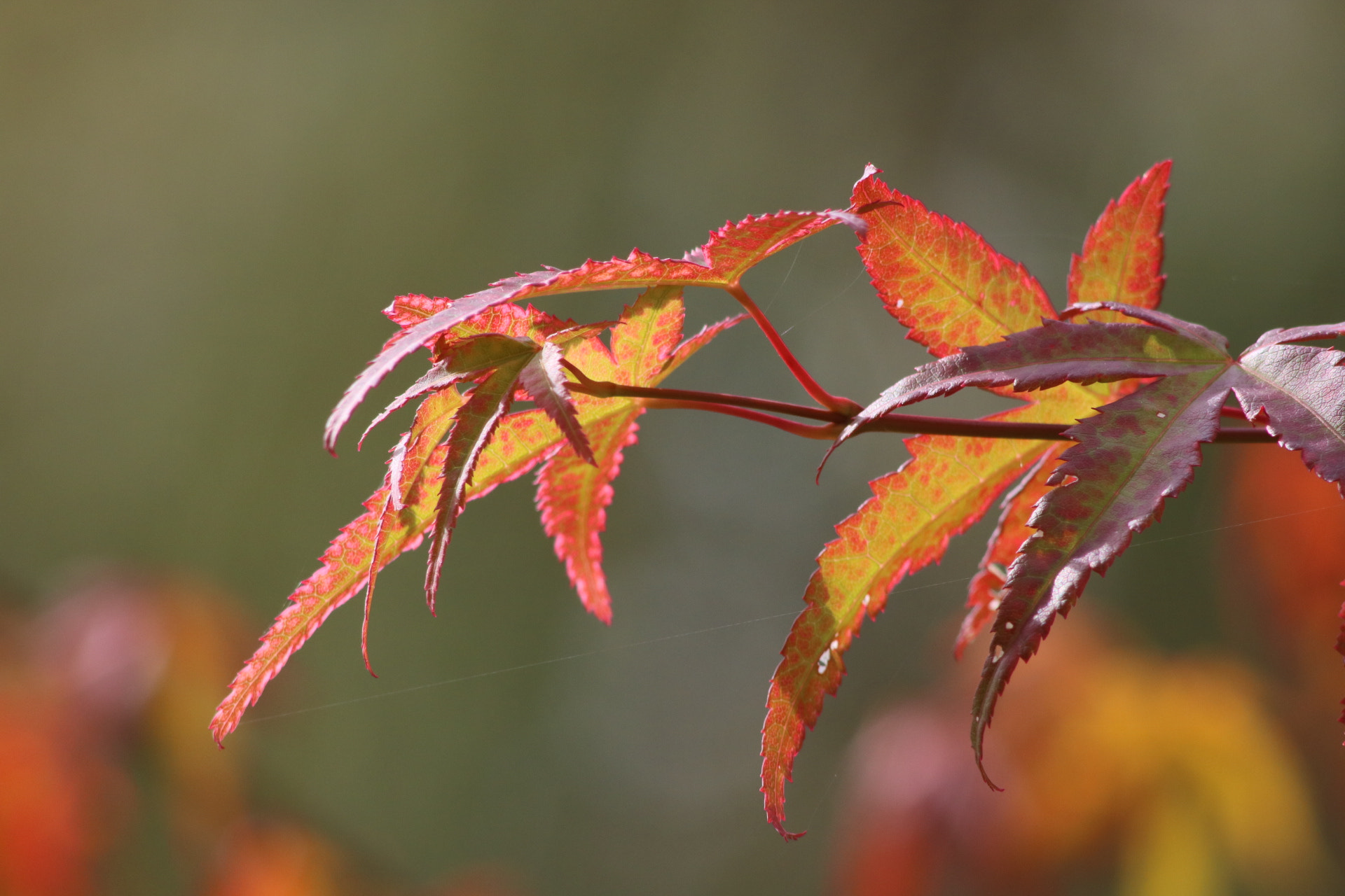 Canon EOS 760D (EOS Rebel T6s / EOS 8000D) + Canon EF 100-300mm F4.5-5.6 USM sample photo. Couleurs d'automne photography