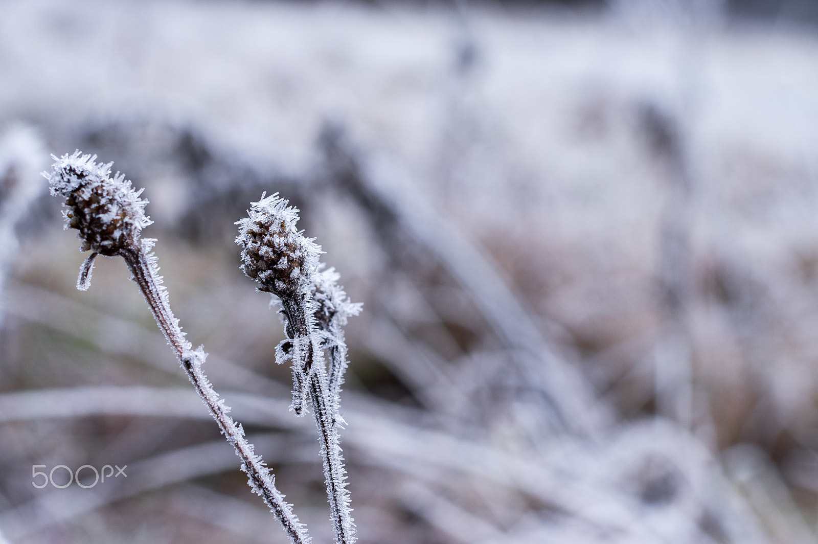 Pentax K-3 sample photo. Crystal plant 2 photography