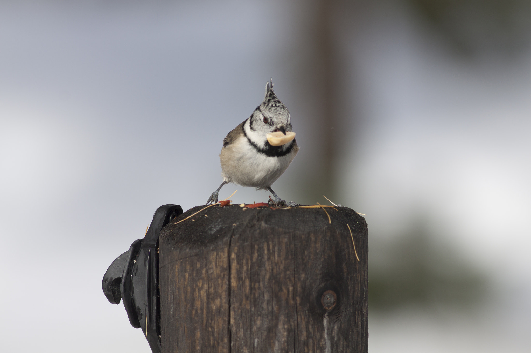 Canon EOS 50D + Canon EF 400mm F5.6L USM sample photo. Little bird eating peanut photography