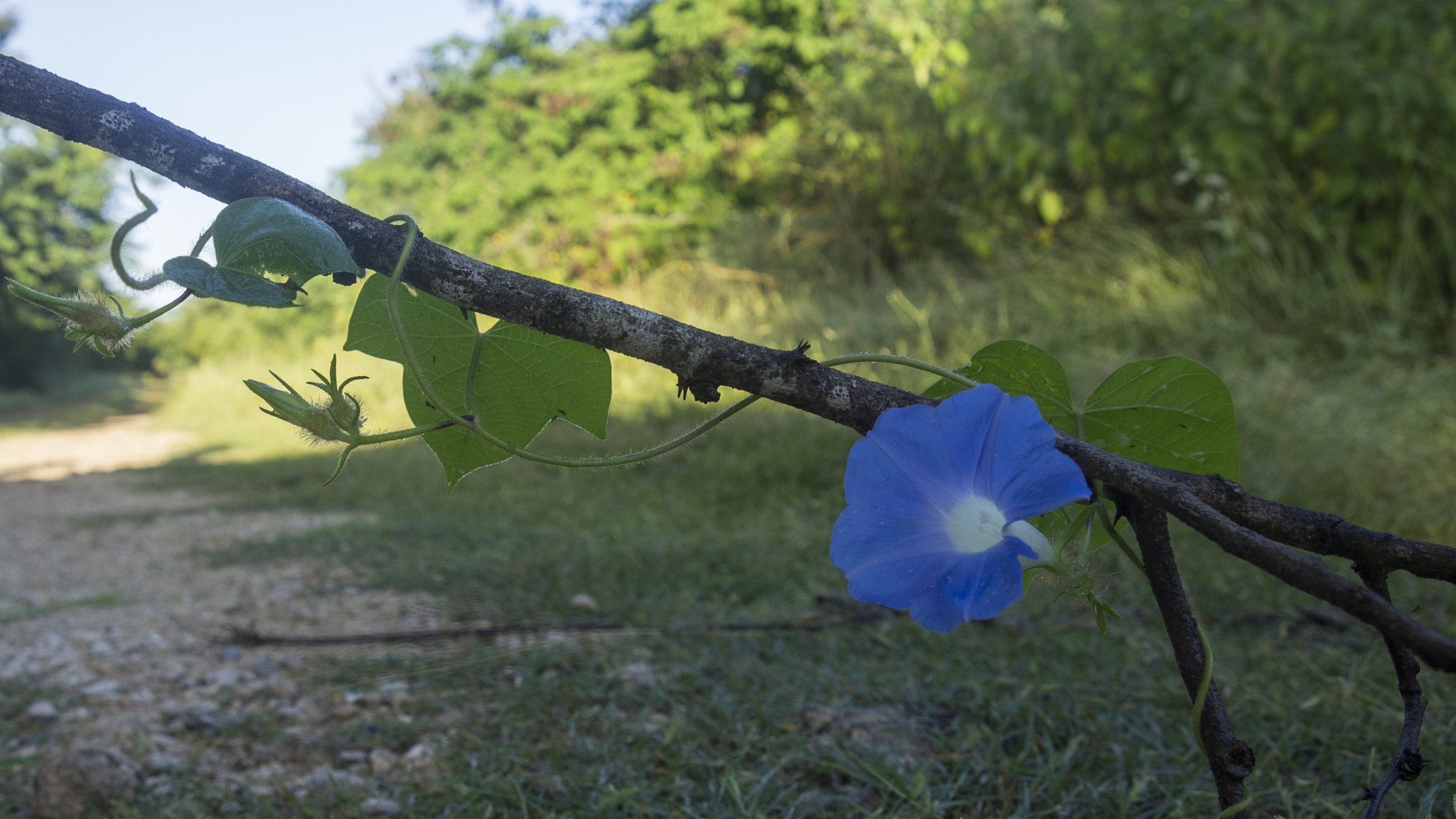 Sony SLT-A55 (SLT-A55V) sample photo. Flower photography