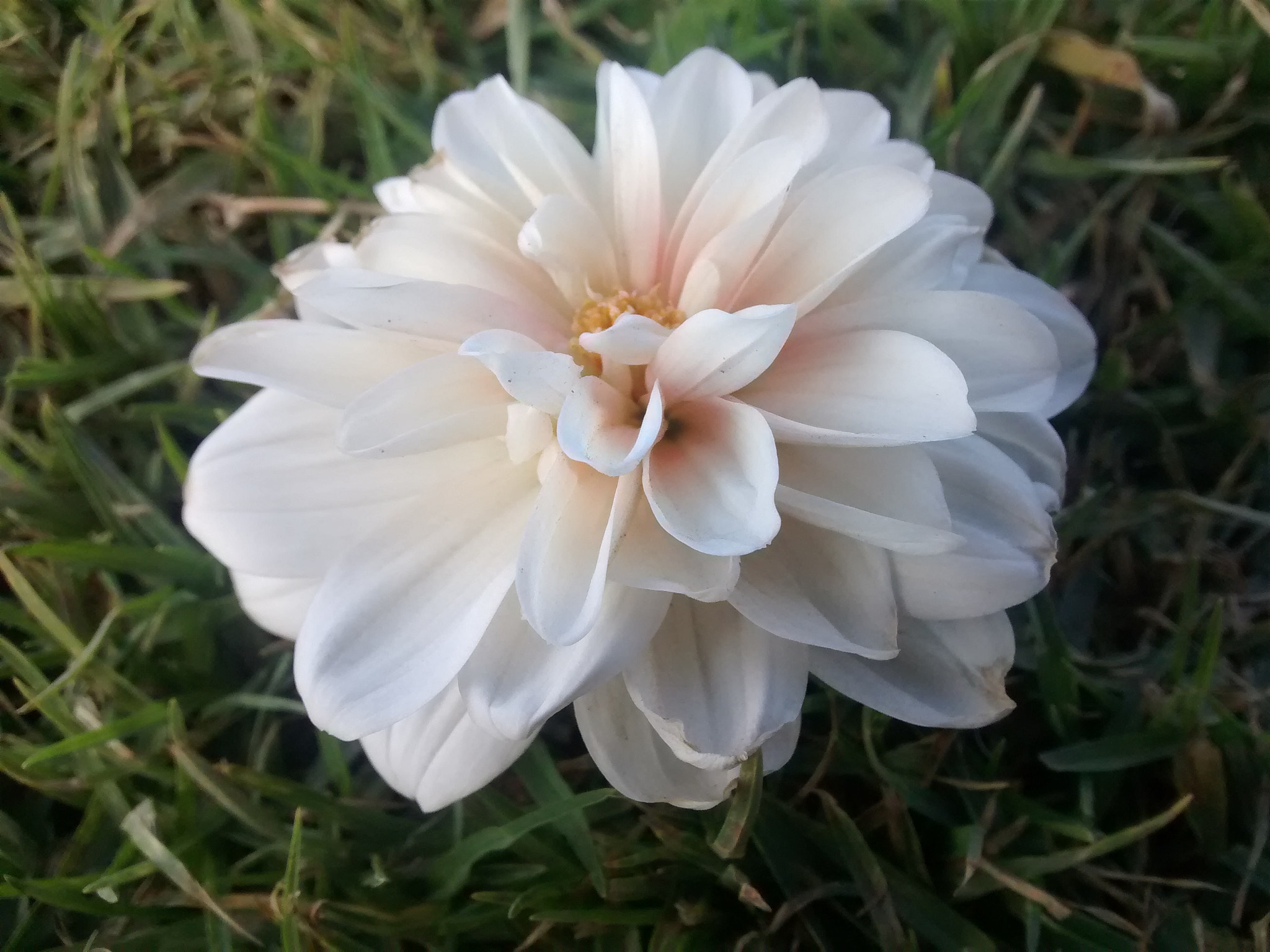 Motorola Moto G with 4G LTE (1st Gen) sample photo. White flower photography