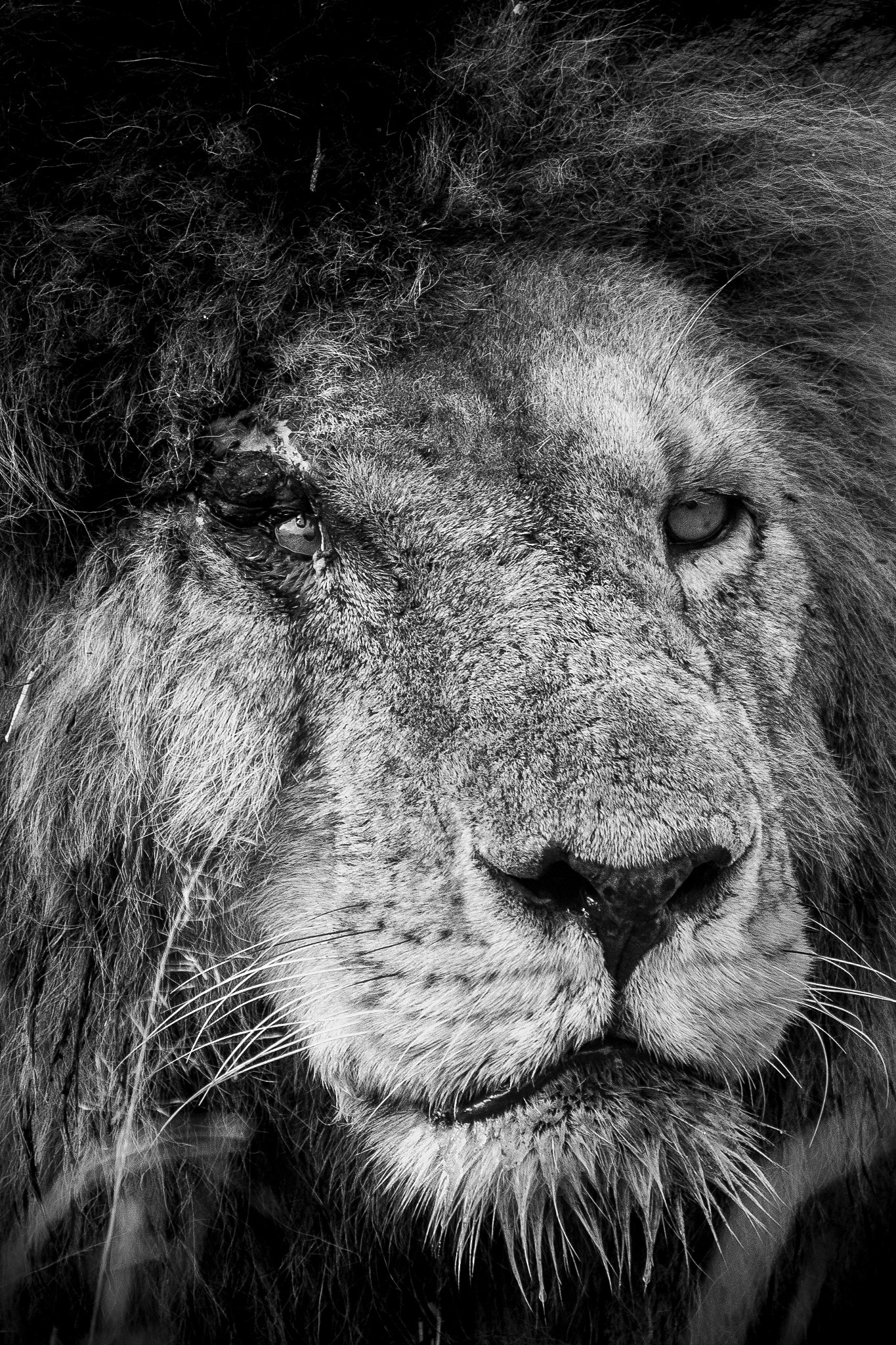 Canon EF 500mm F4L IS USM sample photo. Scar face photography