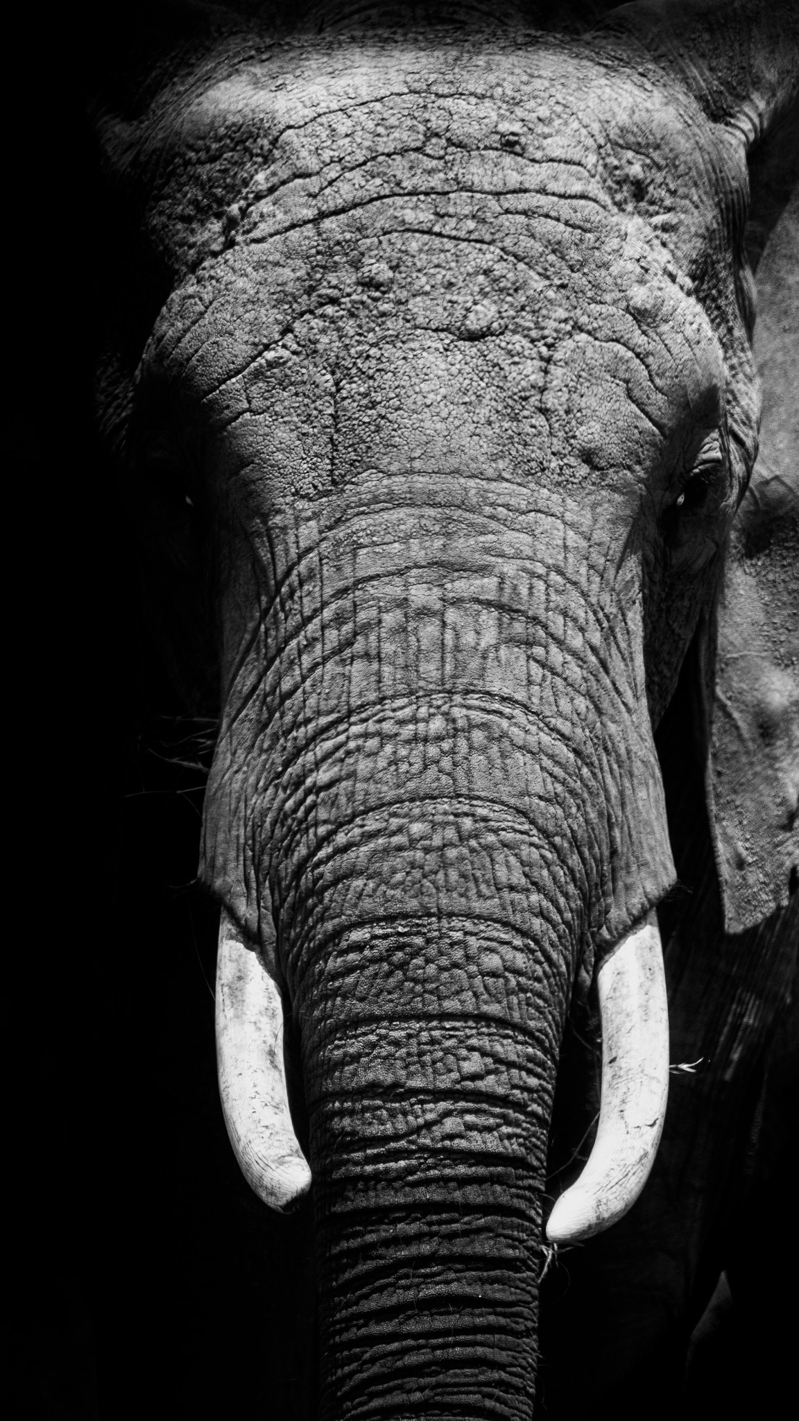 Canon EF 500mm F4L IS USM sample photo. Elephant photography
