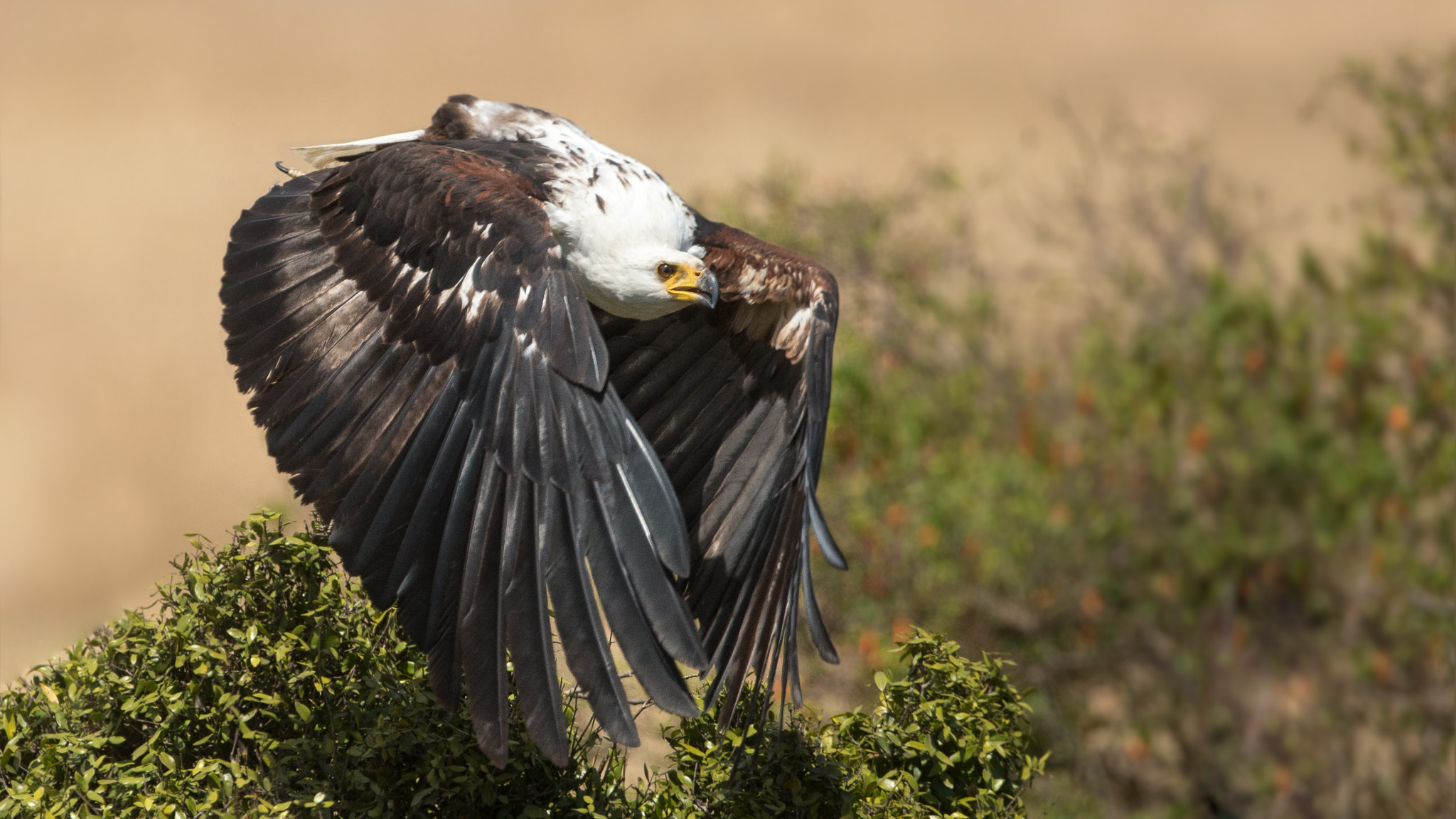 Canon EF 500mm F4L IS USM sample photo. Take off photography