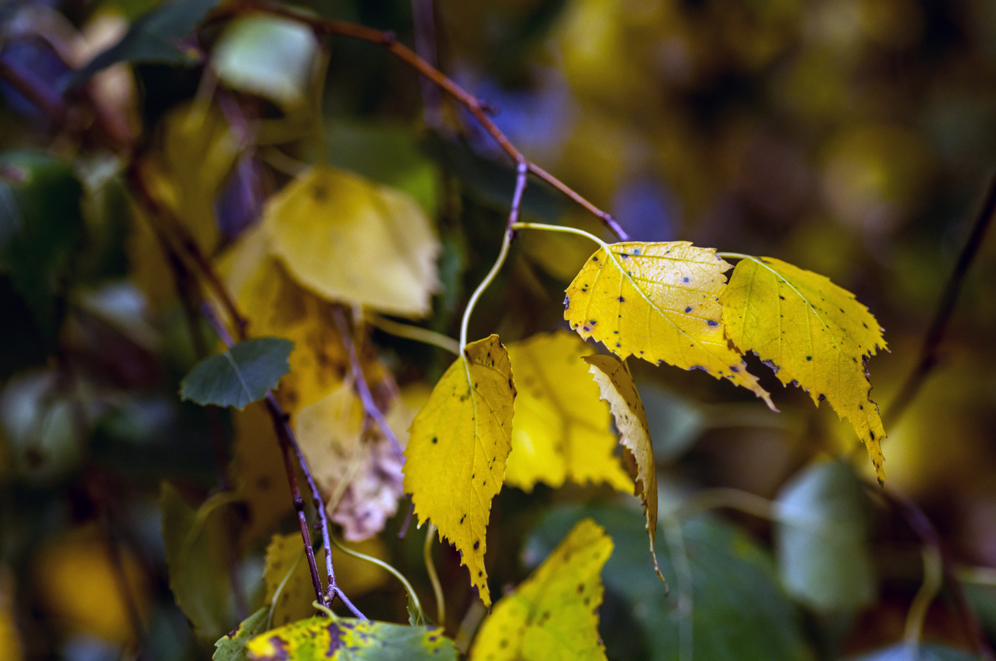 Nikon D7100 + AF Micro-Nikkor 60mm f/2.8 sample photo. Just above klimt's eyeline! photography