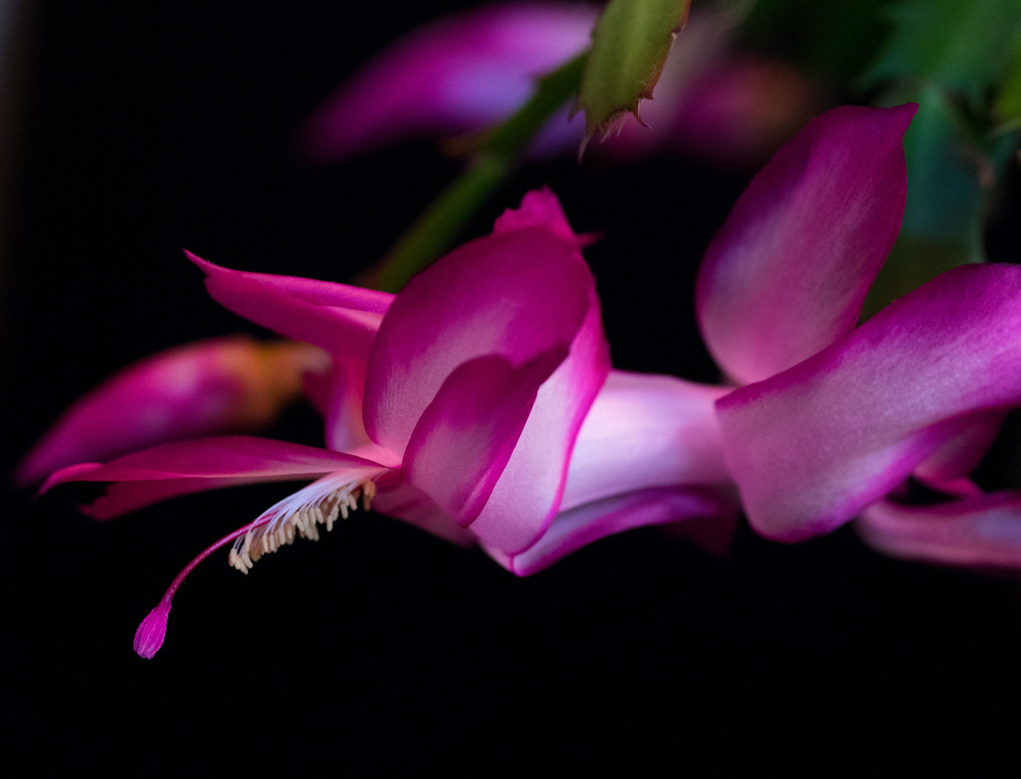 Pentax K-3 sample photo. Thanksgiving cactus photography