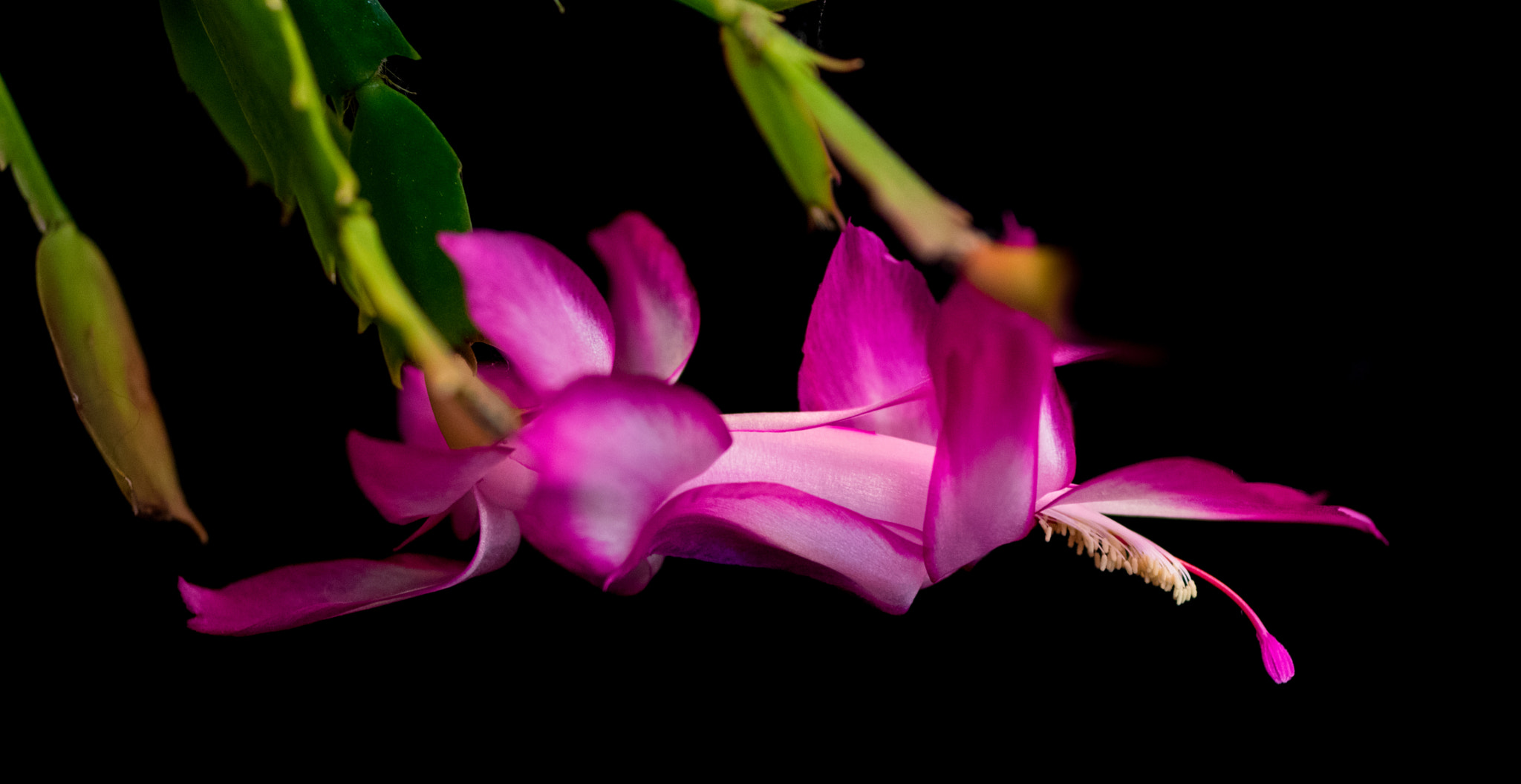 Pentax K-3 sample photo. Thanksgiving cactus photography