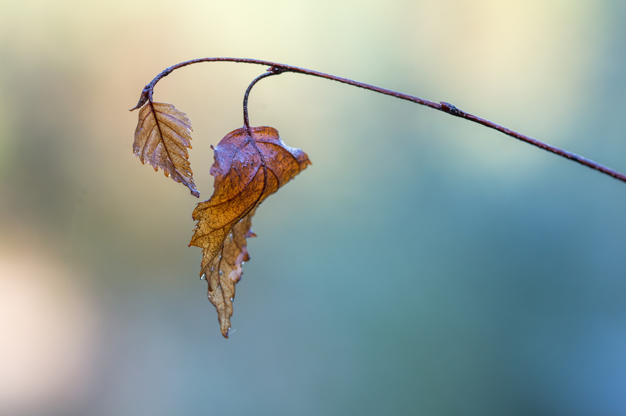 Sigma 105mm F2.8 EX DG OS HSM sample photo. Morning leaves photography