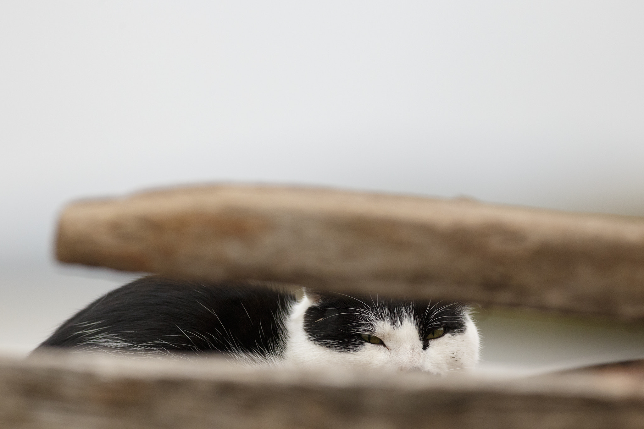 Canon EOS 6D + Canon EF 400mm F5.6L USM sample photo. Hiding photography