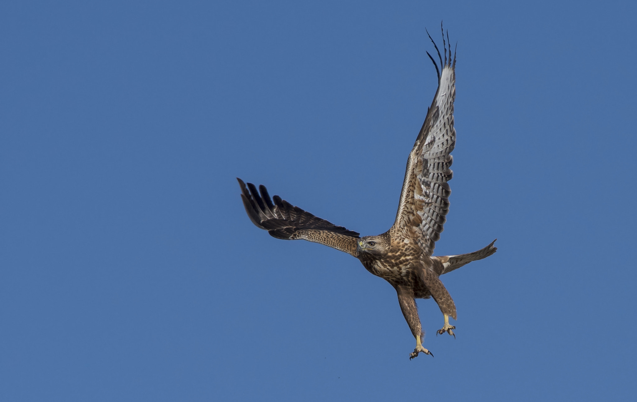 Nikon AF-S Nikkor 300mm F4D ED-IF sample photo. Long-legged buzzard photography