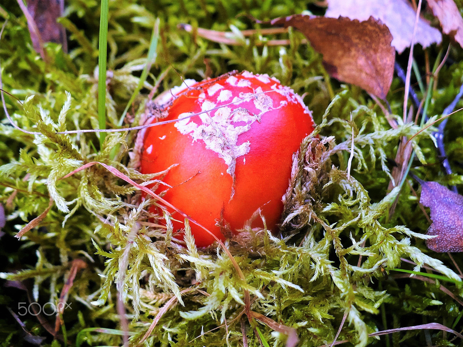 Panasonic DMC-LZ7 sample photo. Amanita mushroom and moss. Мухомор и мох. photography