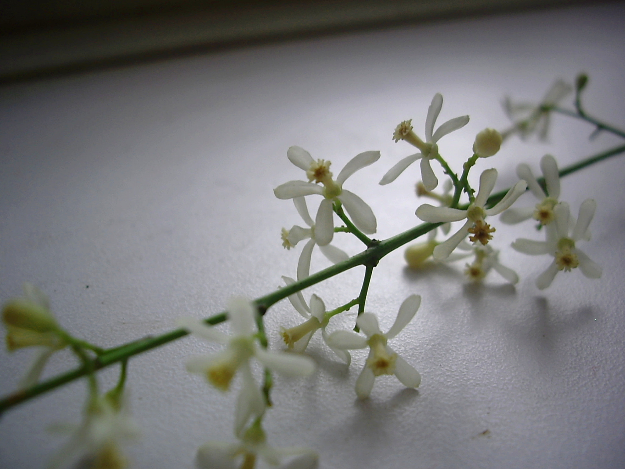 Pentax OPTIO A10 sample photo. Fragrant flowers photography