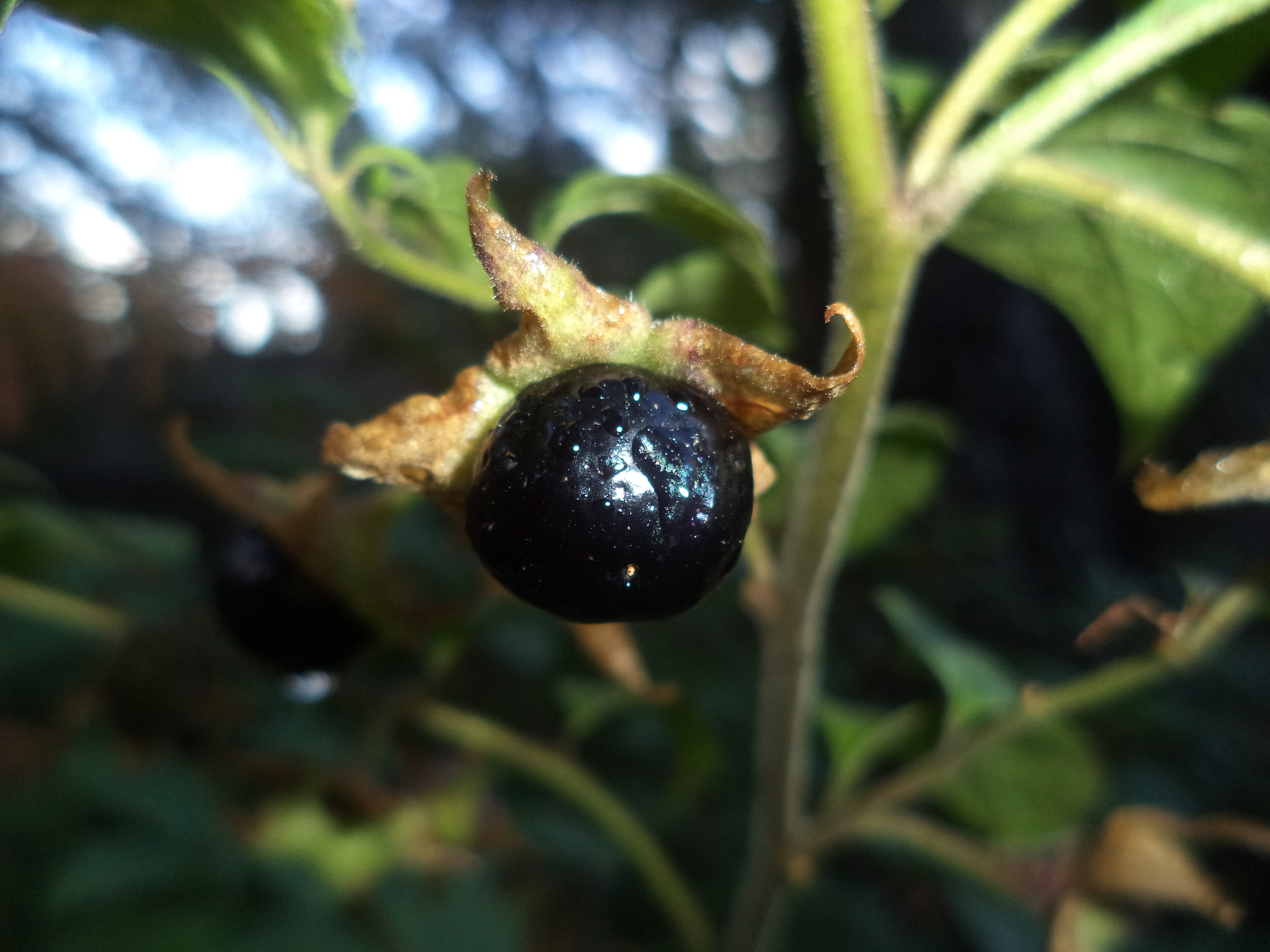 Sony Cyber-shot DSC-W710 sample photo. Atropa belladonna photography