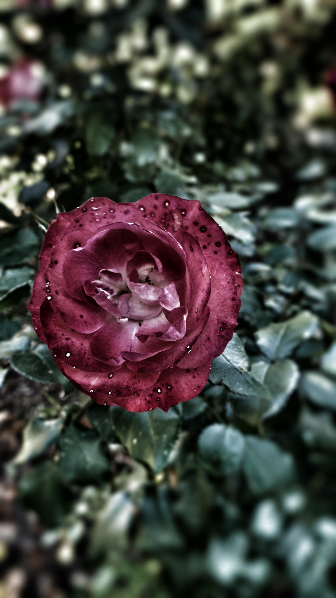 Panasonic DMC-G70 sample photo. Dramatisch photography
