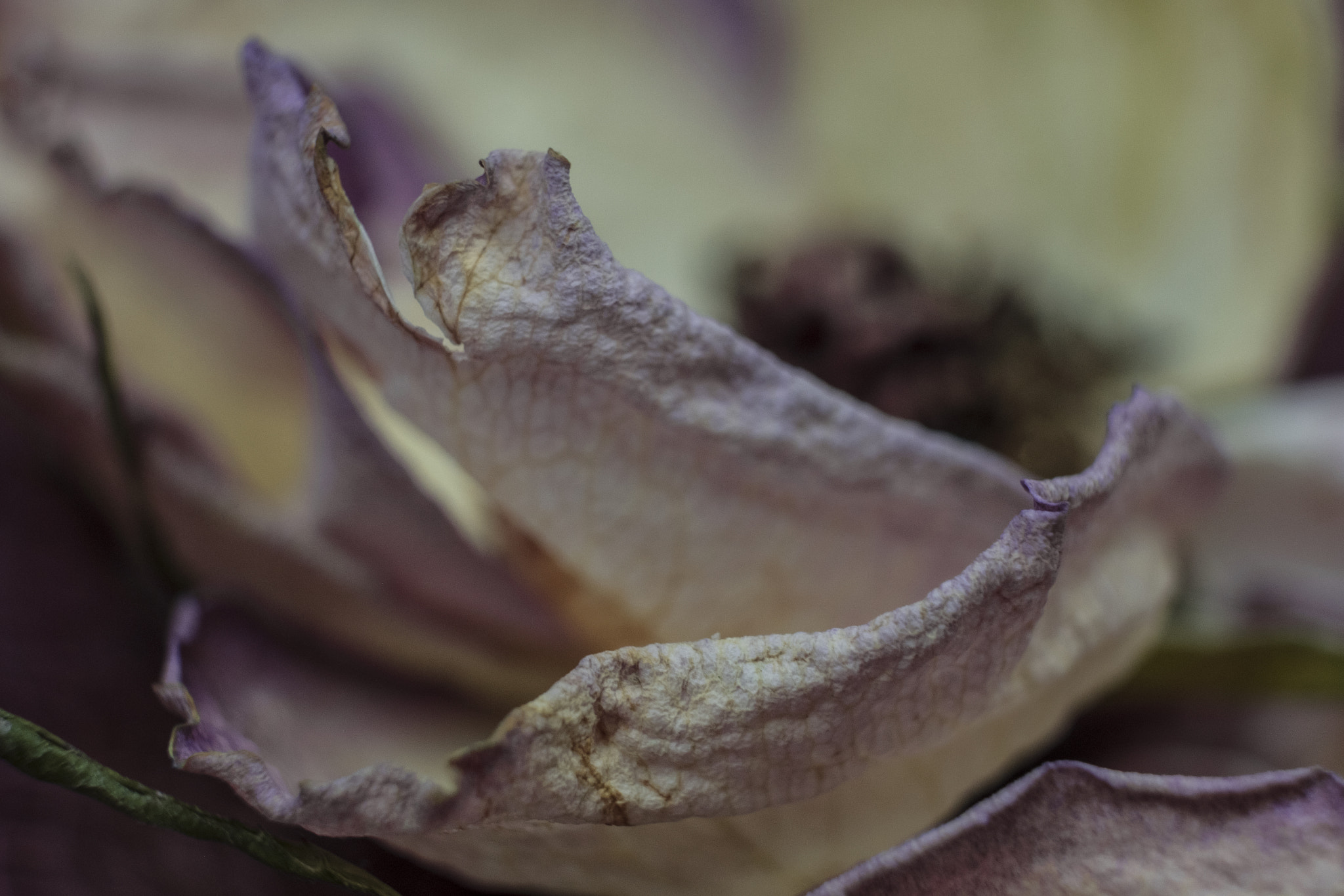 Fujifilm X-Pro2 + Fujifilm XF 60mm F2.4 R Macro sample photo