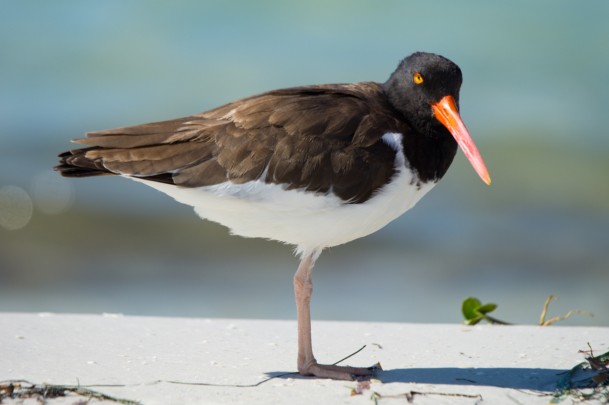 Sony SLT-A57 + Tamron SP 150-600mm F5-6.3 Di VC USD sample photo. American oystercatcher at fort desoto photography