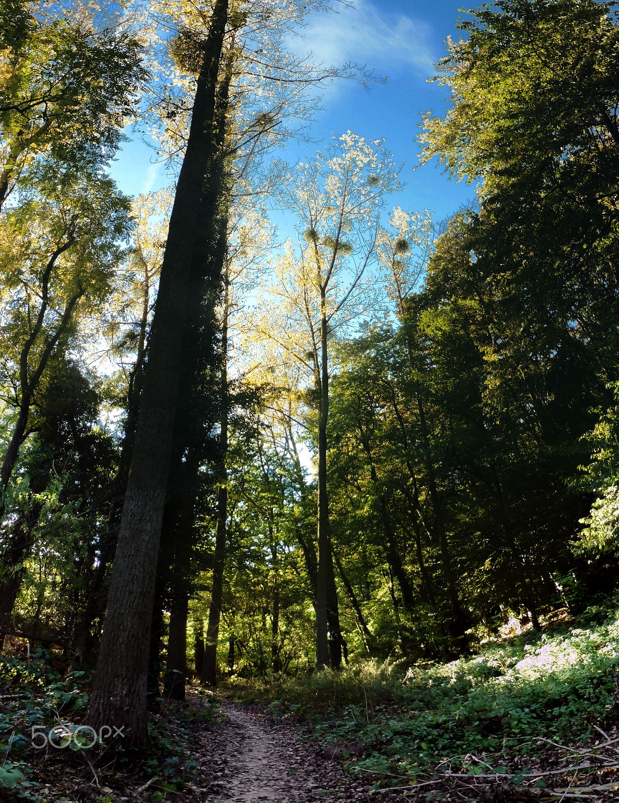 Panasonic DMC-TZ55 sample photo. Fa voeren forest track photography