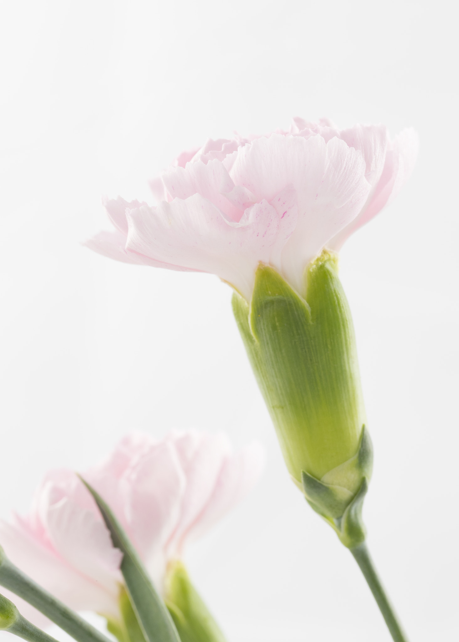 ZEISS Milvus 100mm F2 Macro sample photo. Pink carnation photography