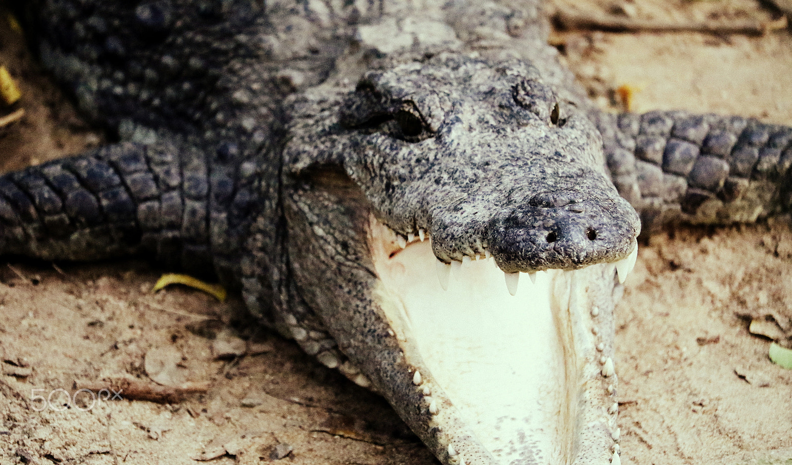 Canon EF-S 55-250mm F4-5.6 IS STM sample photo. Crocodile jaw wide open photography