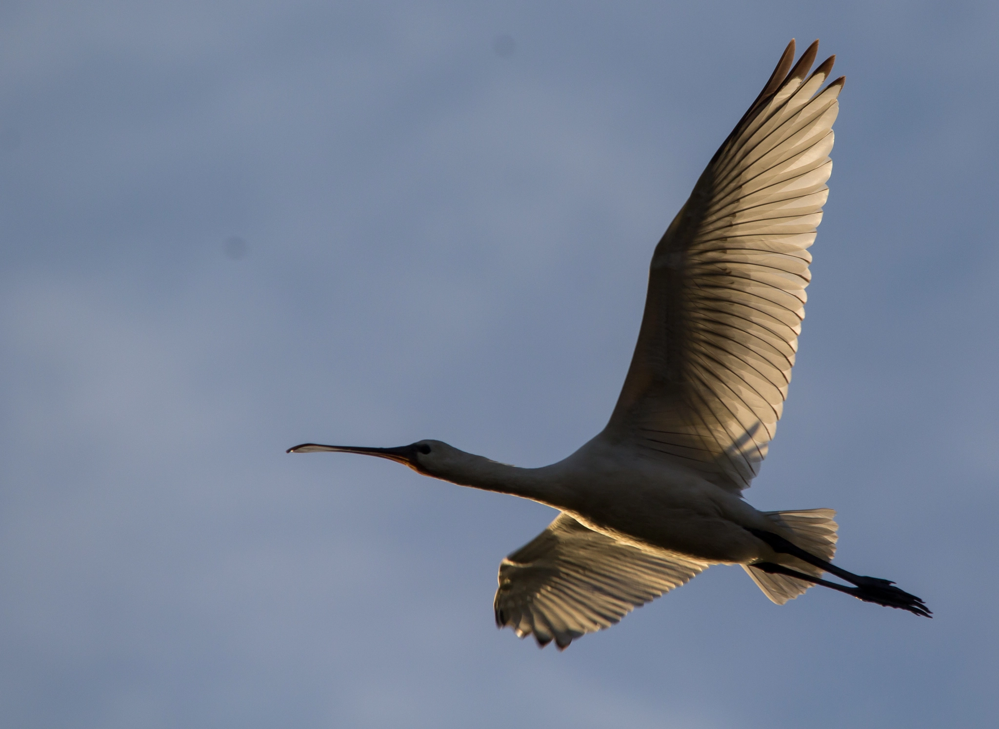 Sigma 150-500mm F5-6.3 DG OS HSM sample photo. Spatola al tramonto photography