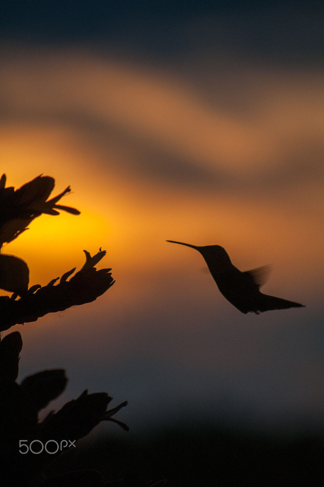smc PENTAX-DA L 50-200mm F4-5.6 ED sample photo. Igp photography