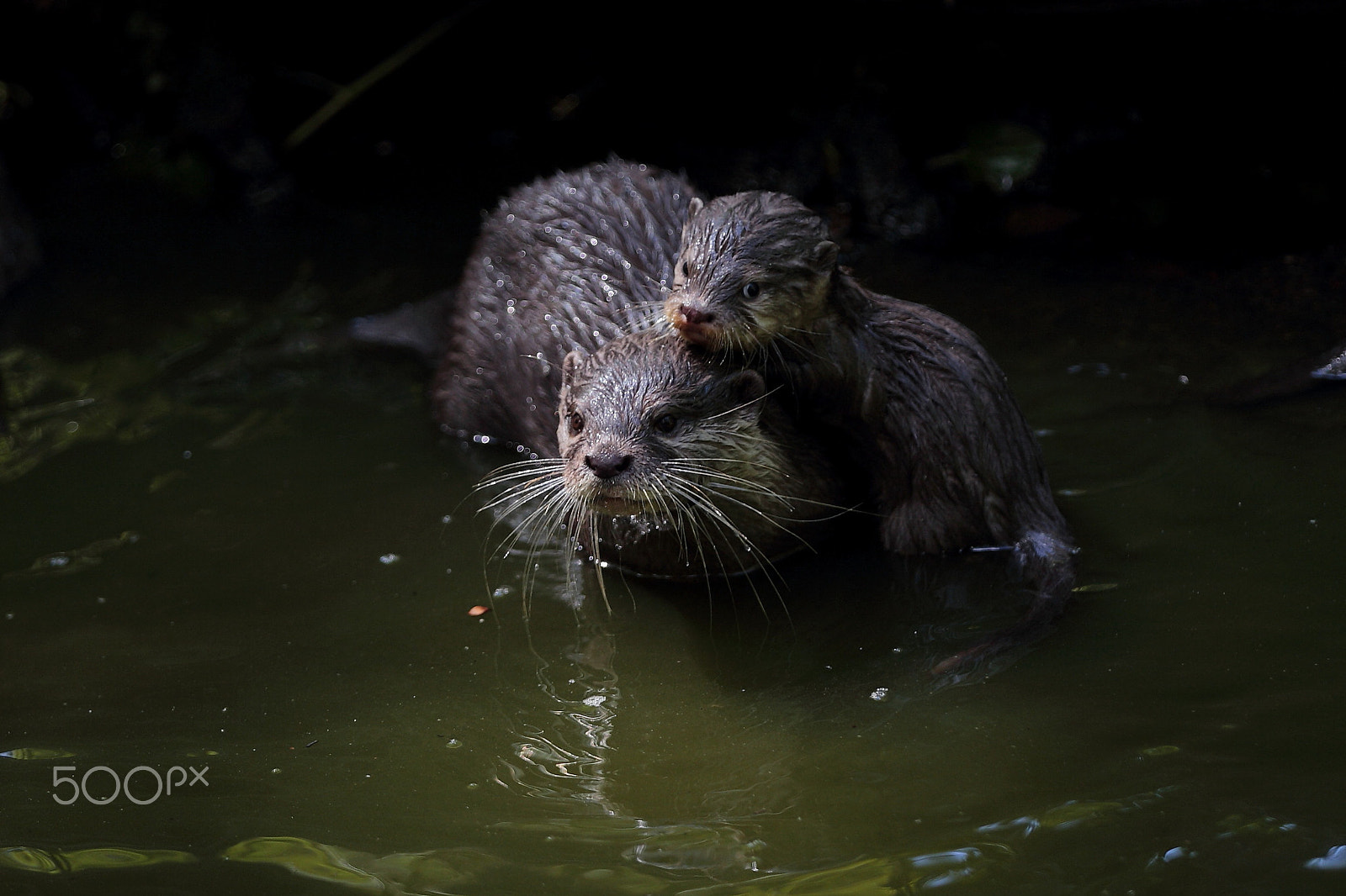 Canon EOS-1D X sample photo. Otters life photography