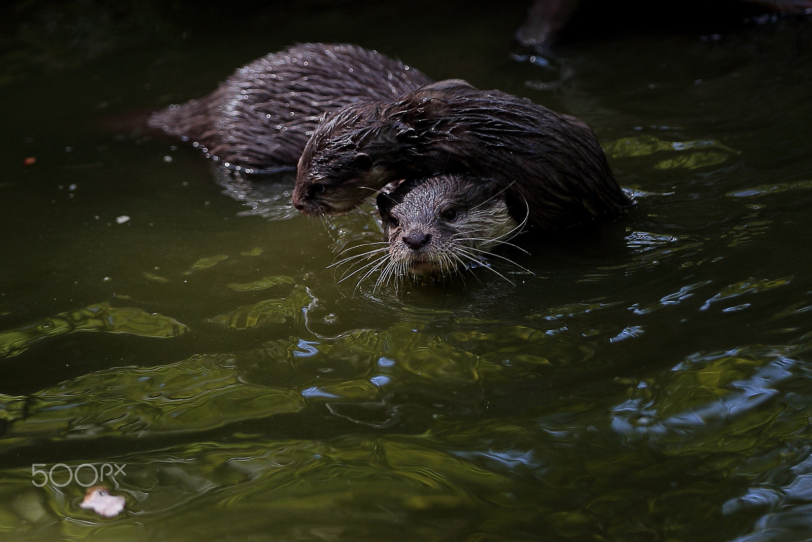 Canon EOS-1D X sample photo. Otters life photography