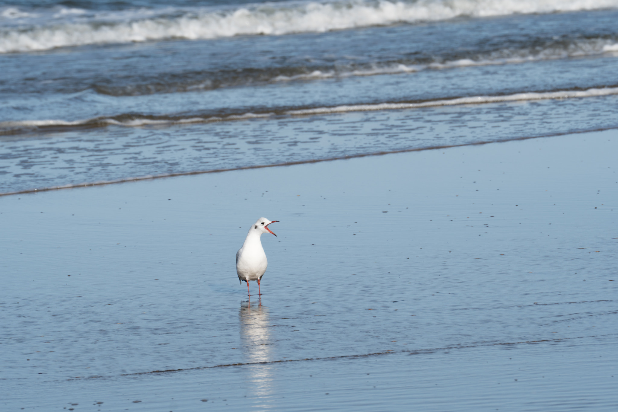 Sony FE 70-300mm F4.5-5.6 G OSS sample photo. Blackheaded gull preaching to the wind photography